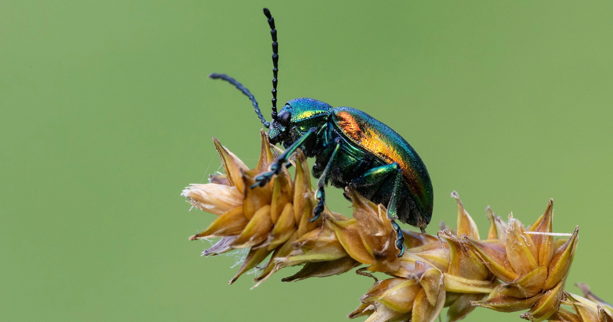 A close-up features a metallic-colored beetle crawling on a plant. 