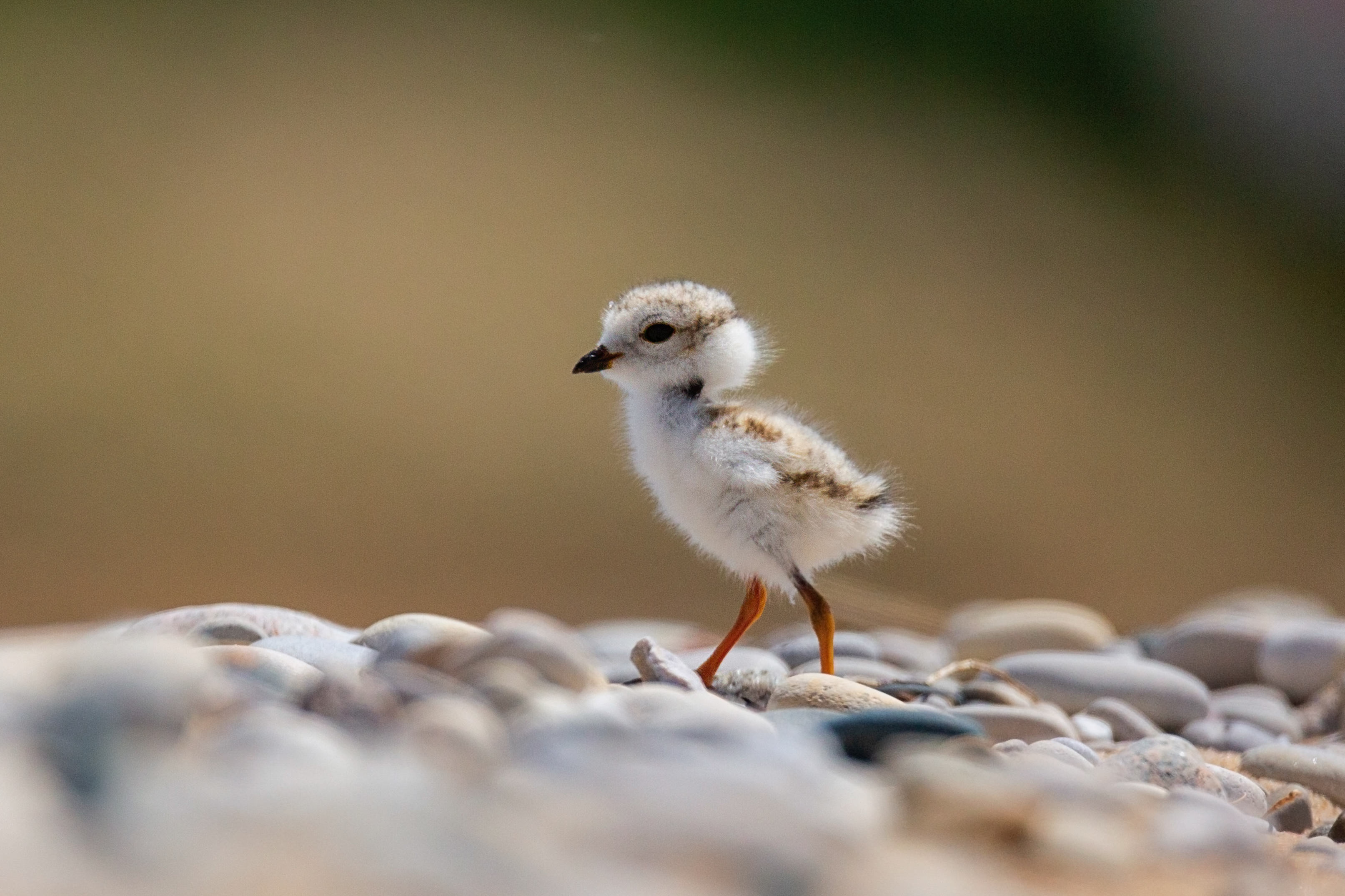 A tiny piping plover chick walks over a rocky shore. 