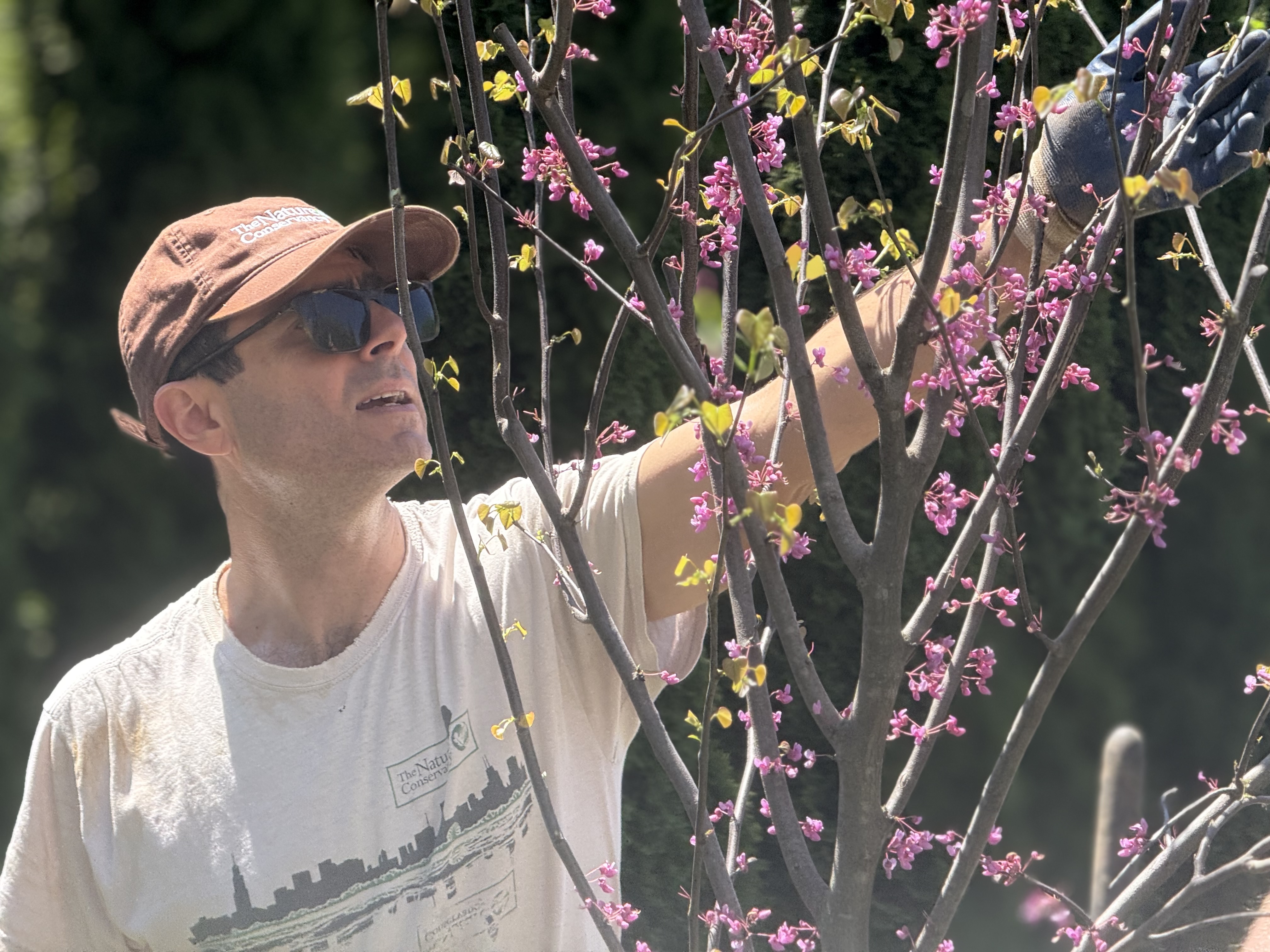 A man wearing a hat and sunglasses reaches up into a flowering tree.