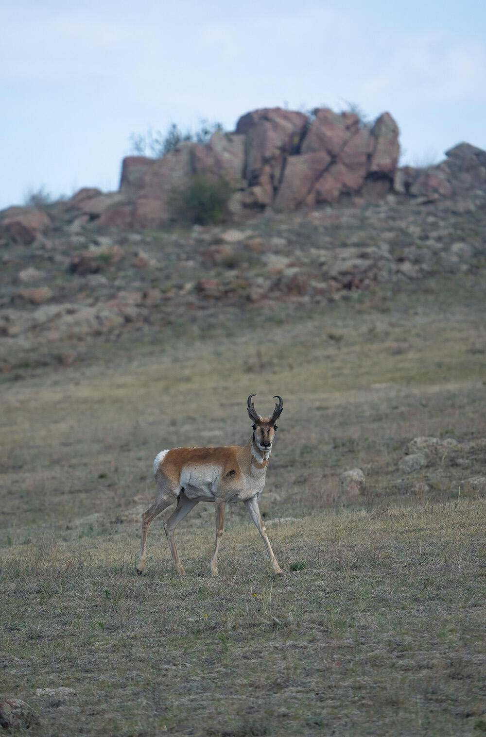 A pronghorn walking on grass.