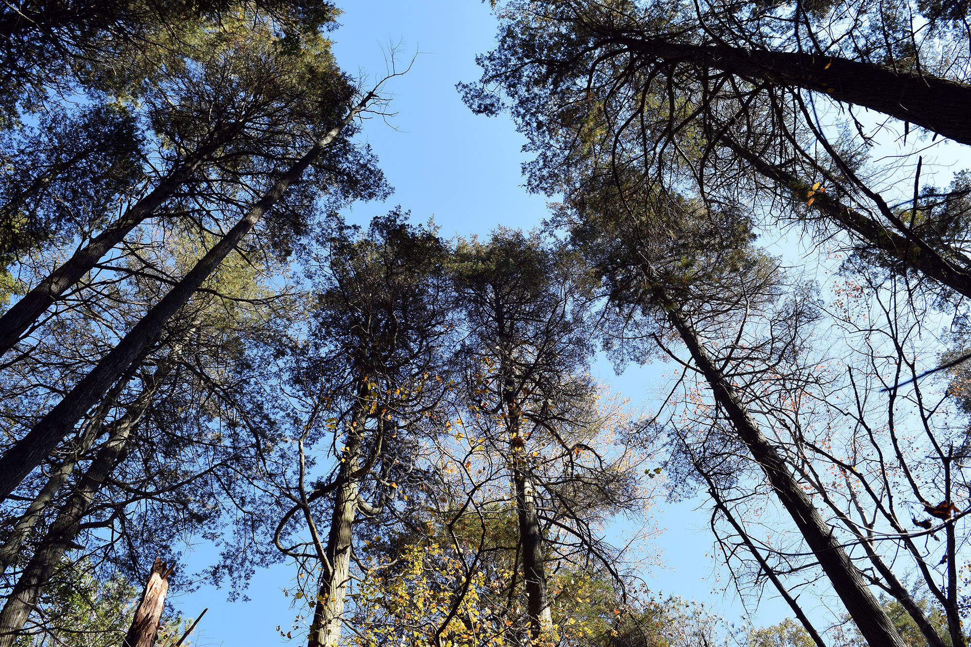 View looking up through the canopy of tall trees.