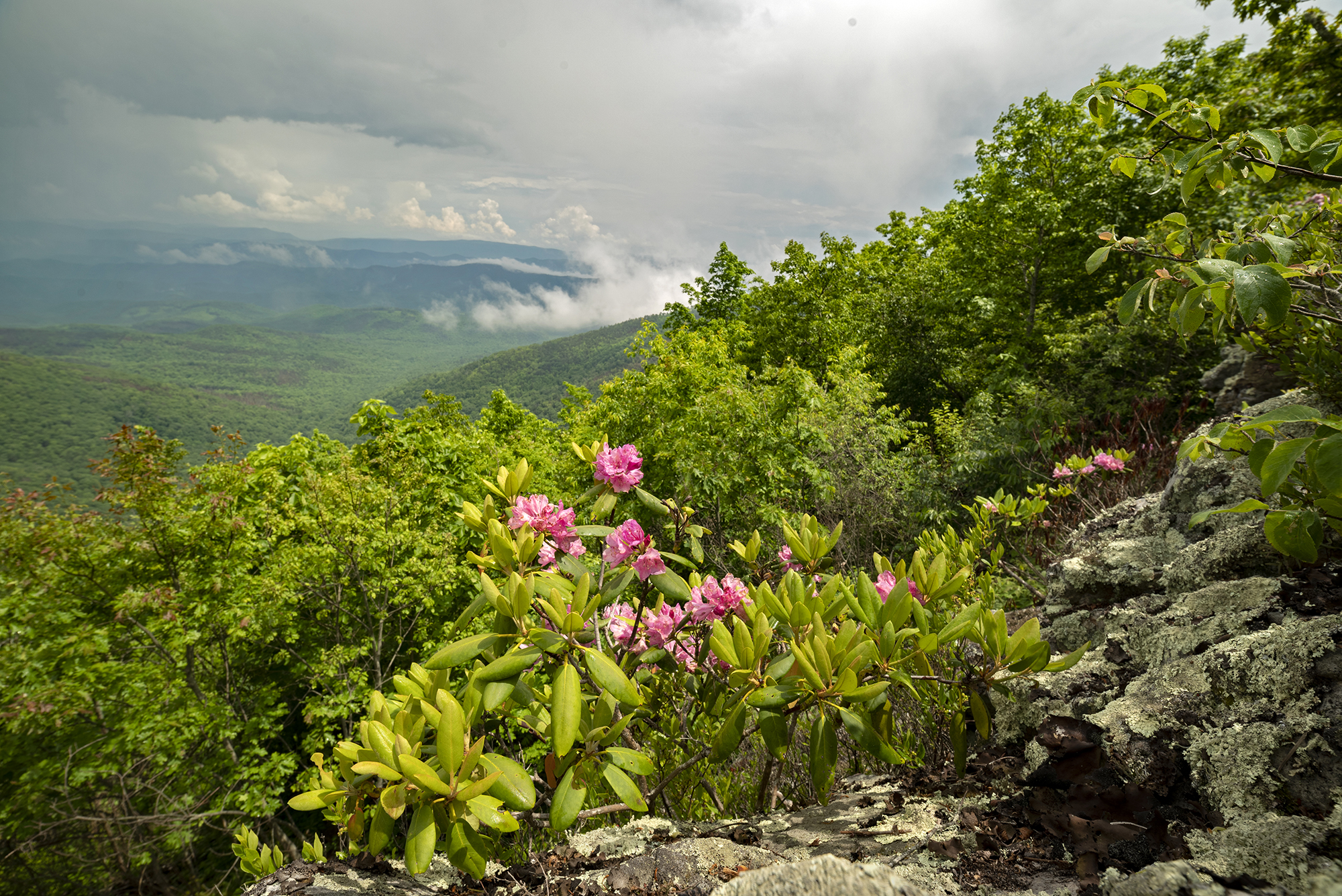 Pink flowers grow in a rocky outcropping looking out over a cloud filled valley.