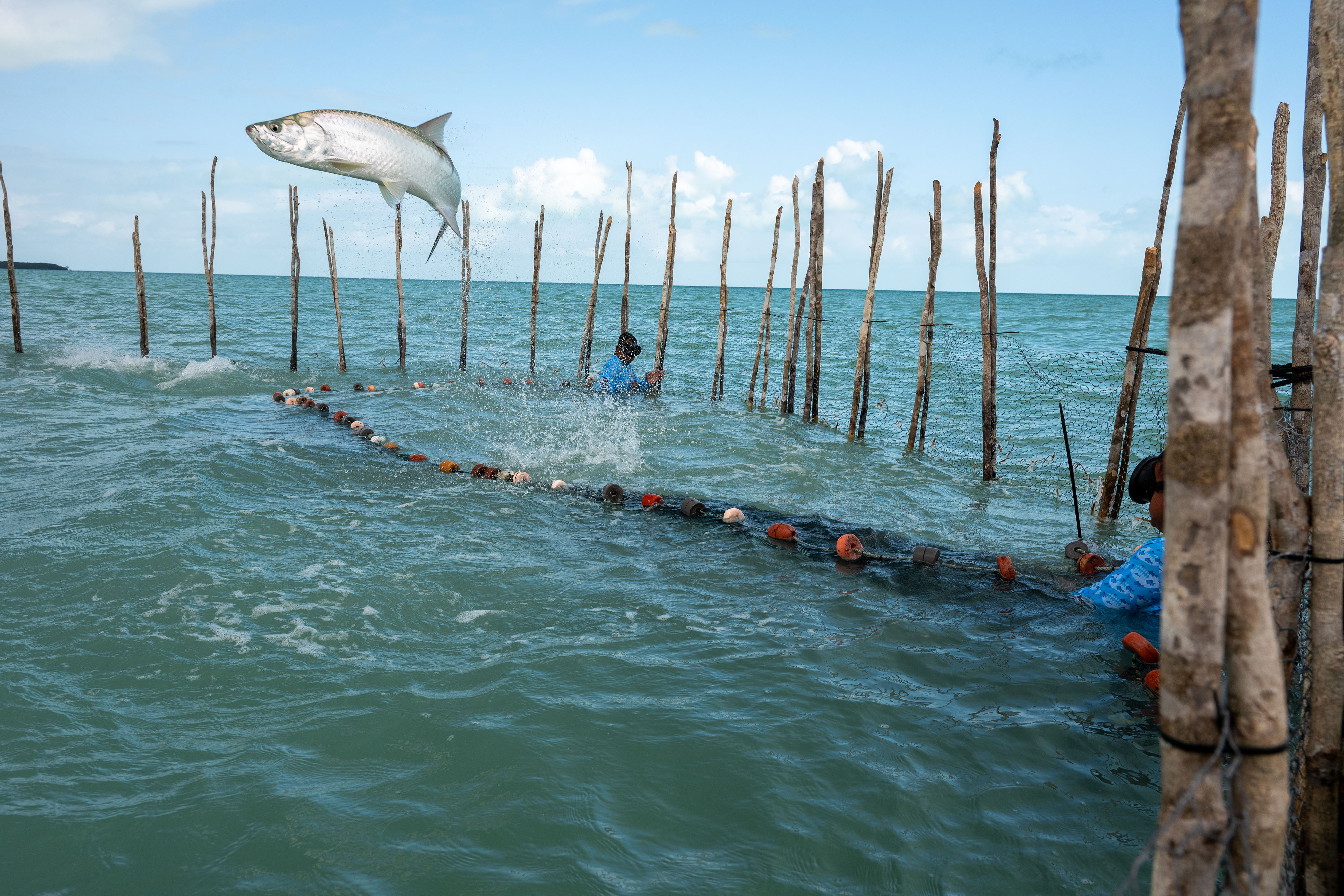 A fish jumps out of the water in the Corozal Bay Sanctuary.