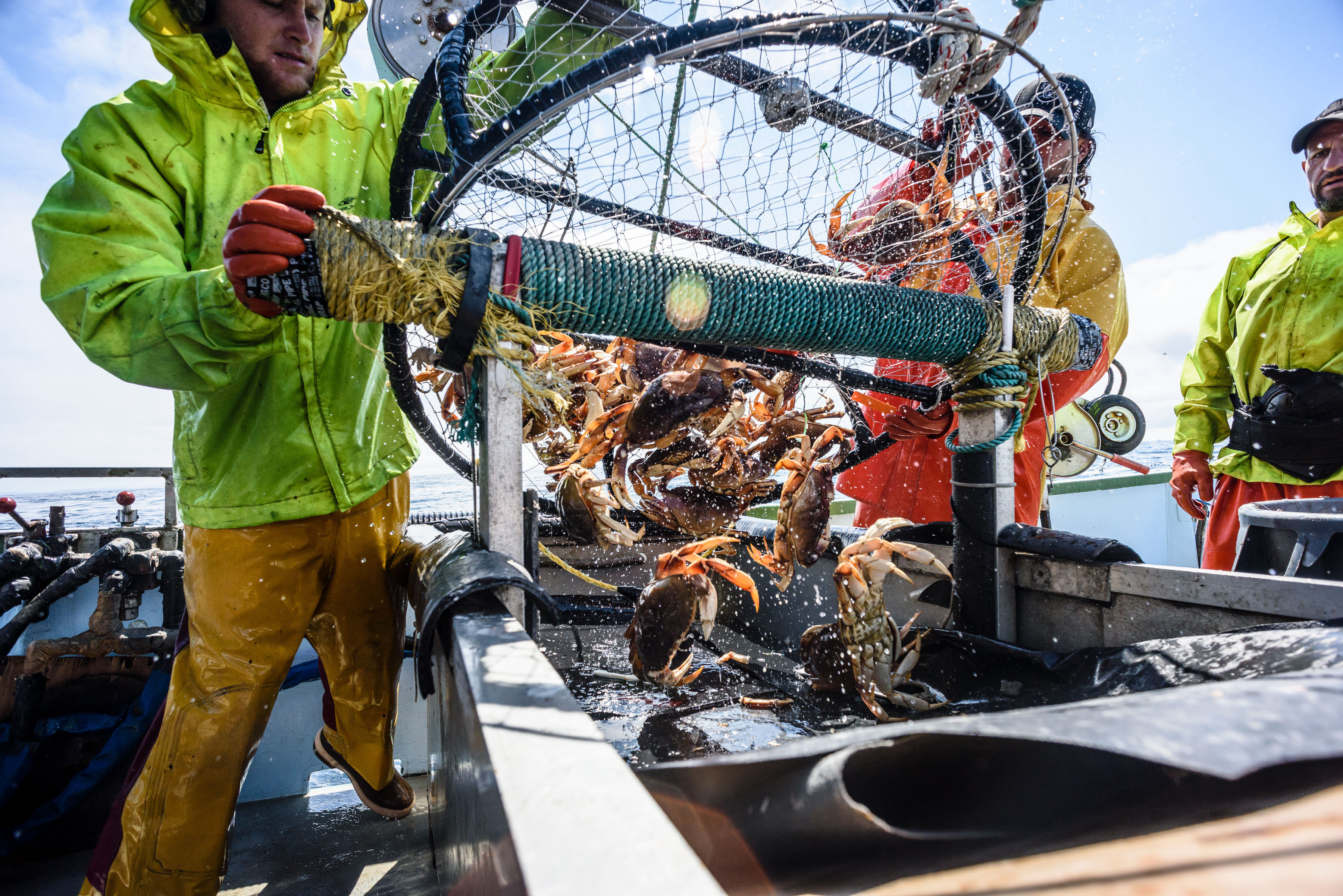 Unloading crab on a fishing boat.