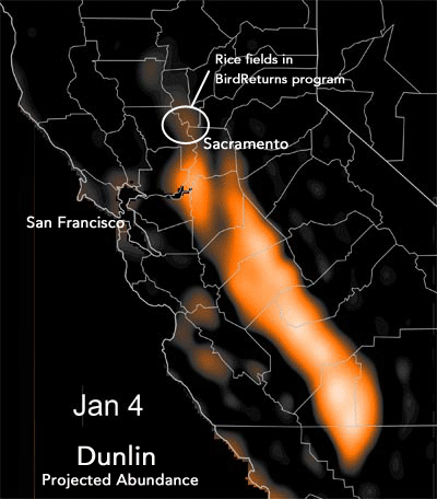 Orange to white colors show projected abundances of Dunlin as they fill California’s Central Valley in spring and again in fall. 