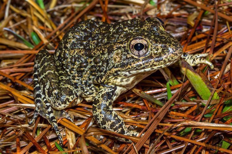 A small, spotted frog rests on some pine needles.