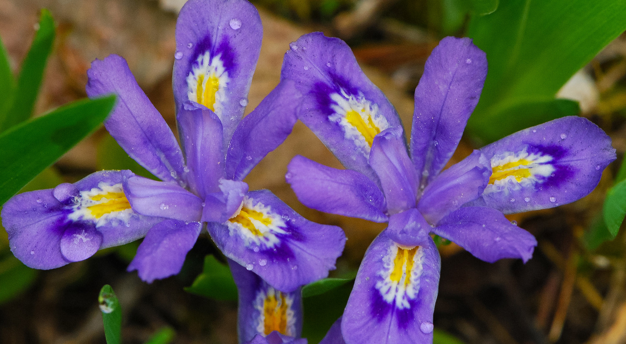 Close up of two purple iris flowers. 
