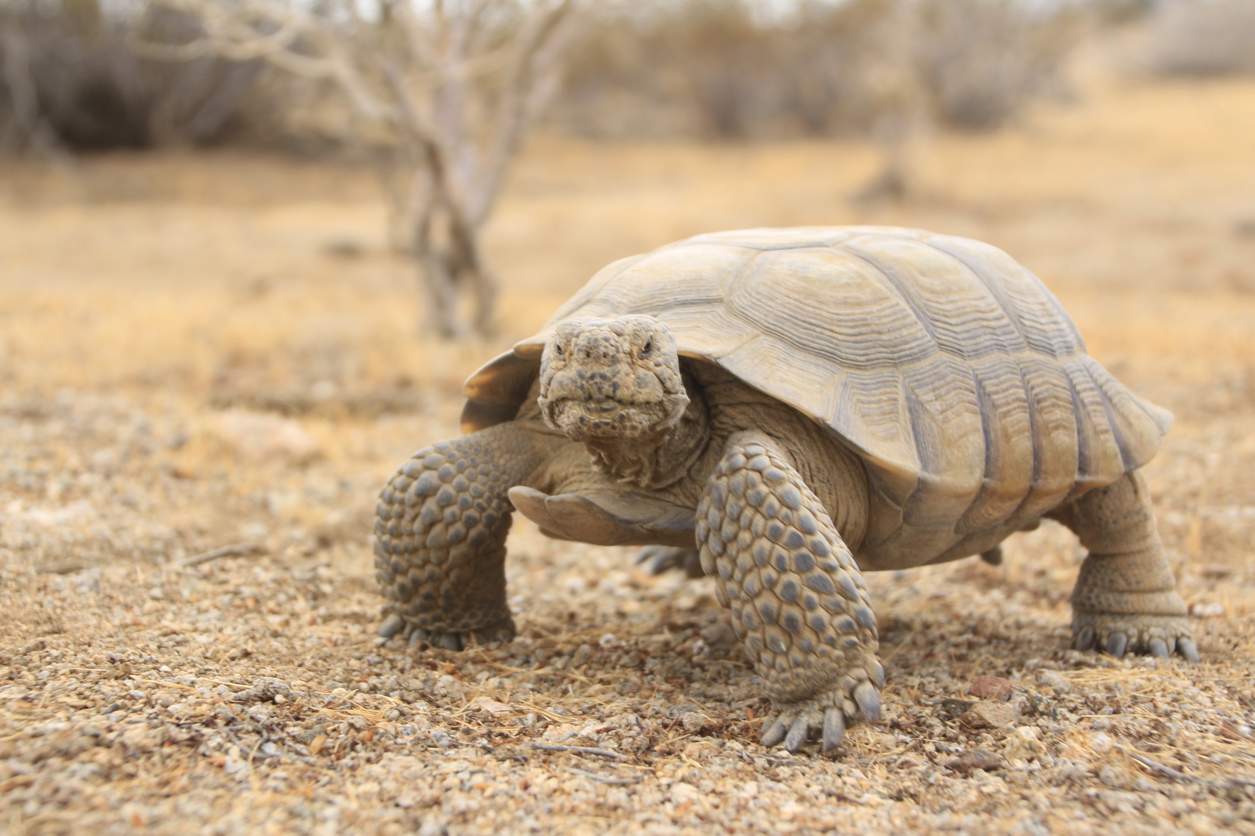 An adult desert tortoise stands in the rocky sand of the desert.