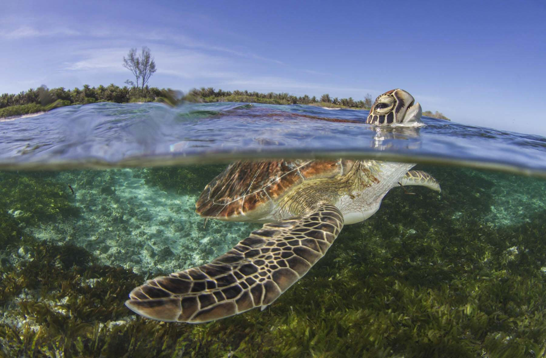 A green turtle surfaces for a breath of air, the rest of its body pictured beneath the water.