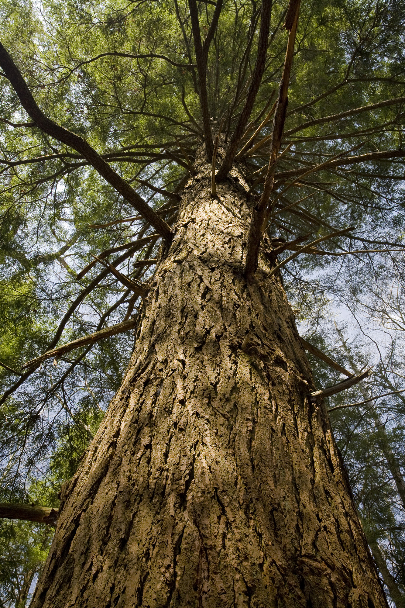 Looking up into the canopy of a tall tree.