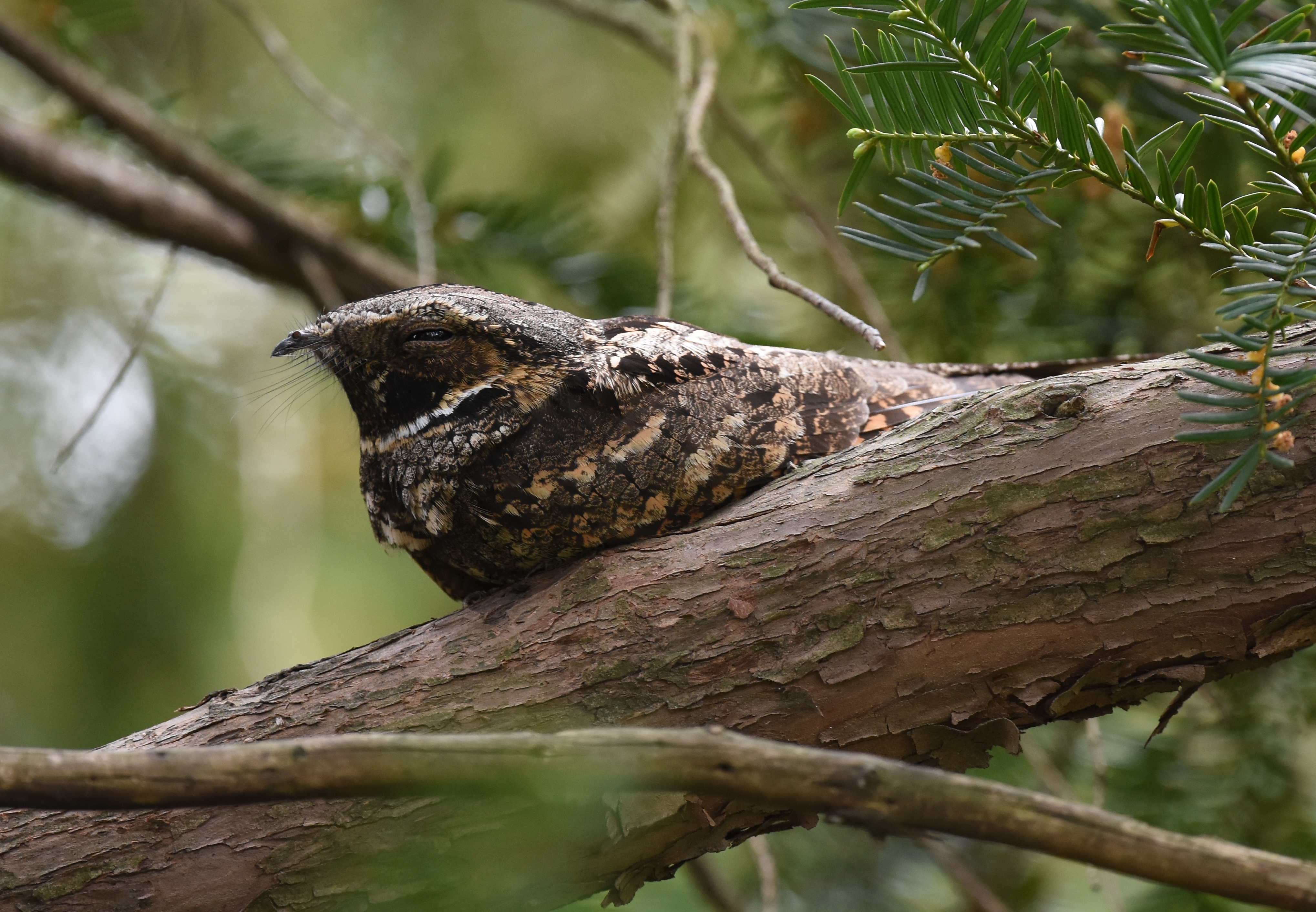 A small bird with brown and white feathers.