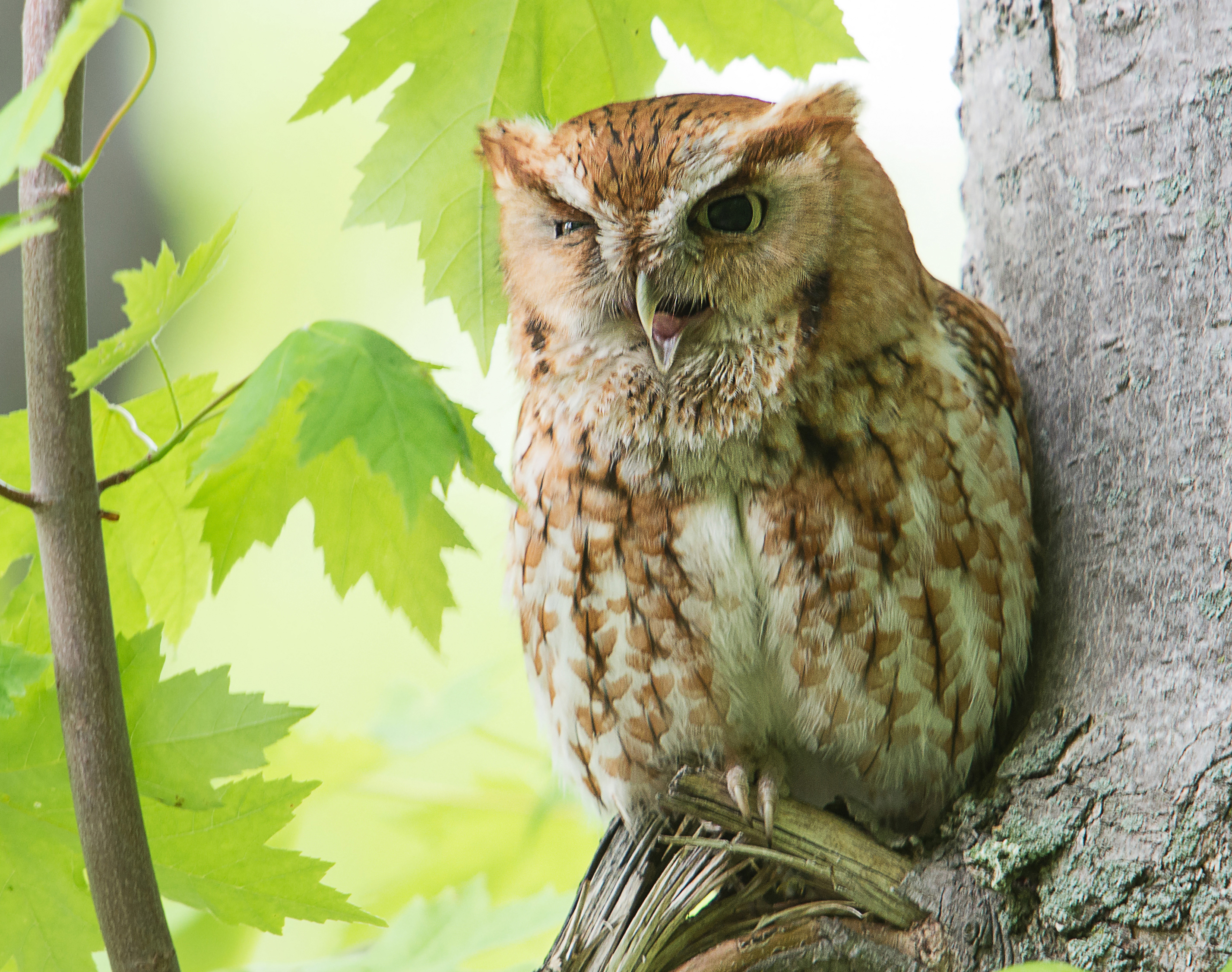 A screech owl yawns in a tree.