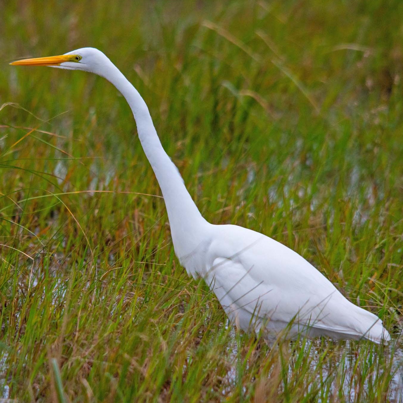 A large white bird with a yellow beak stands in marsh.