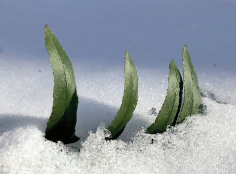 Fern fronds peeking through snow.
