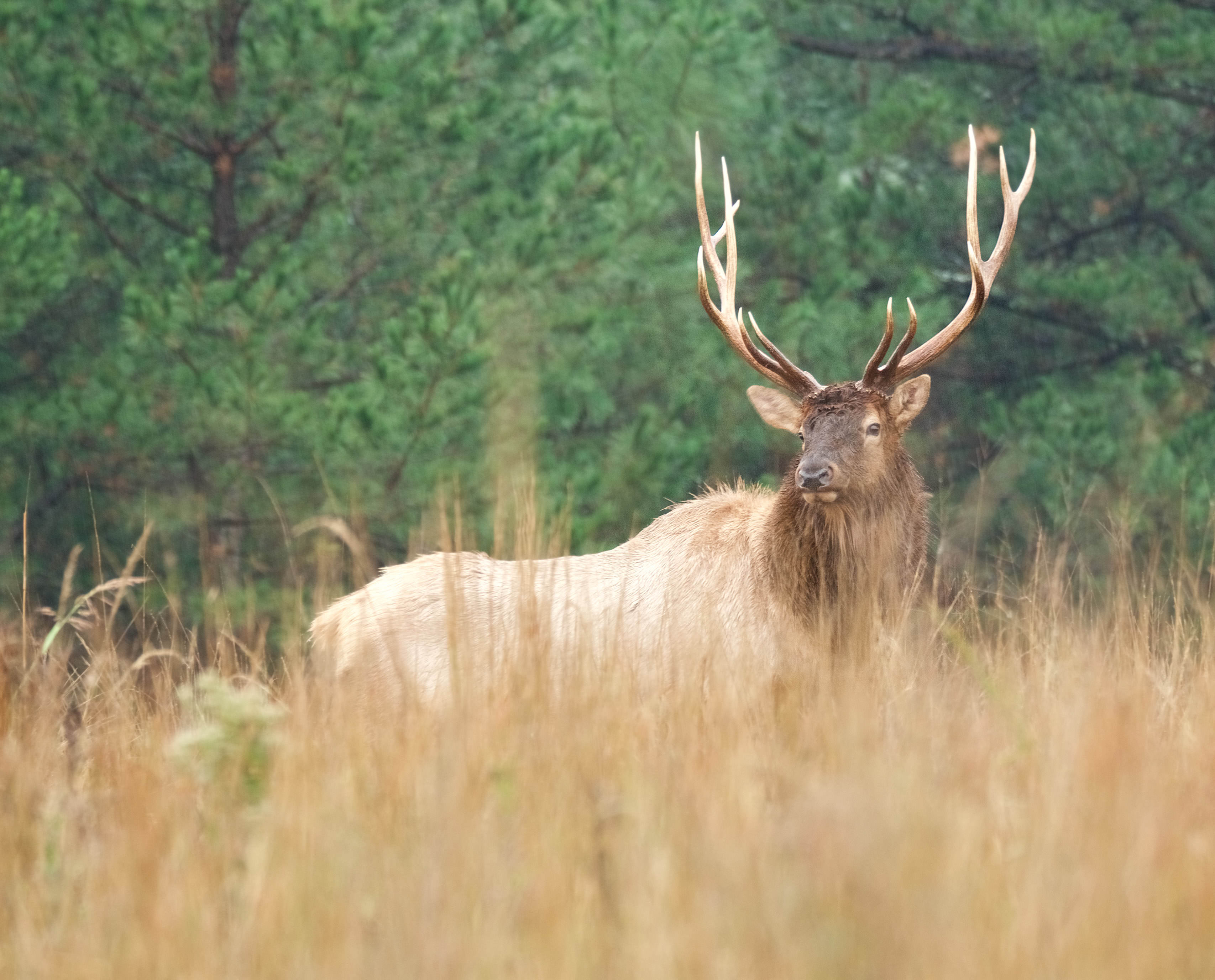Bull elk in grassy field with evergreens.