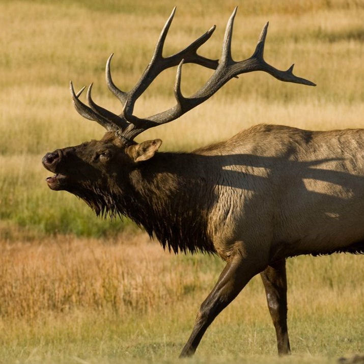 Elk bugling.