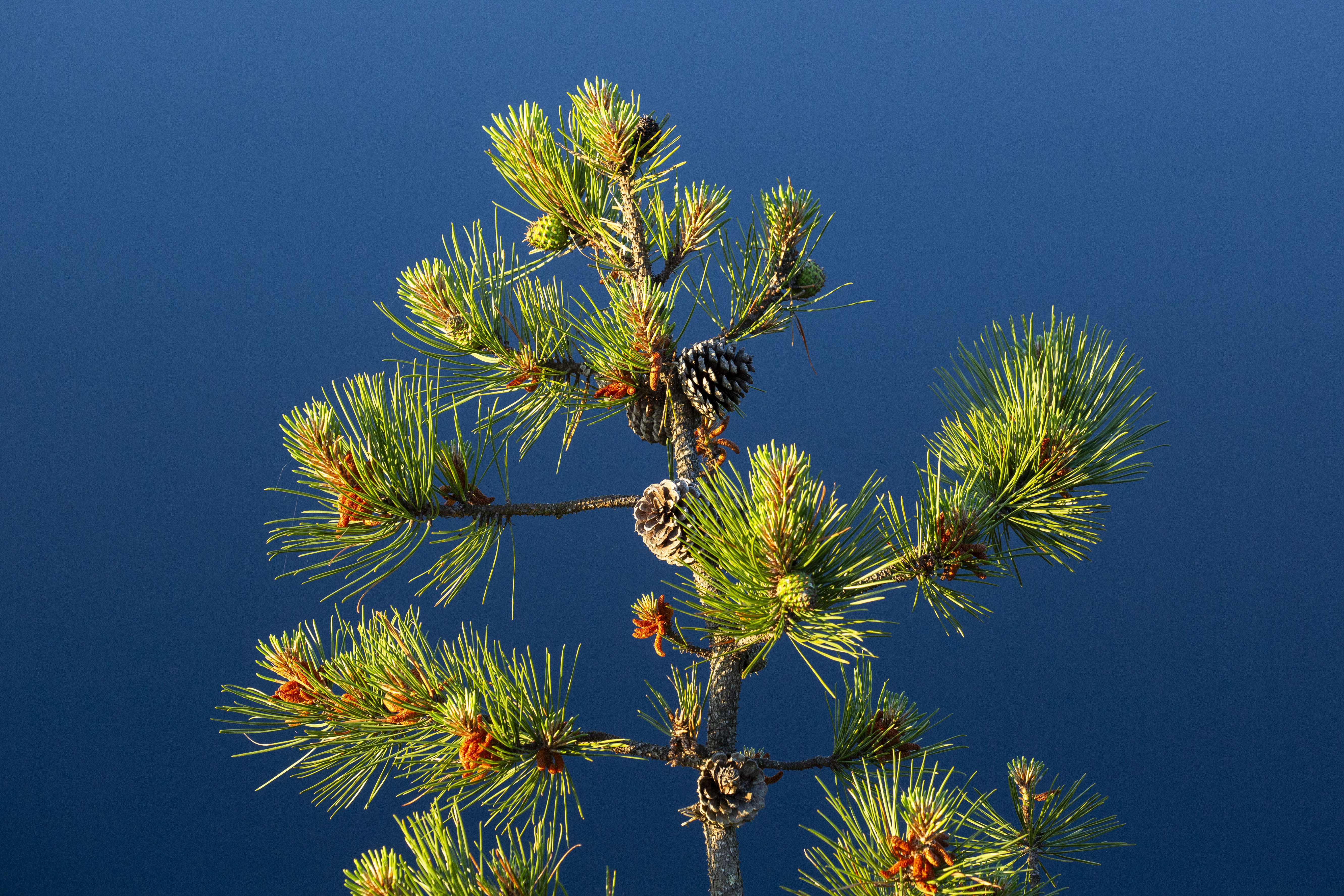 A pitch pine branch.