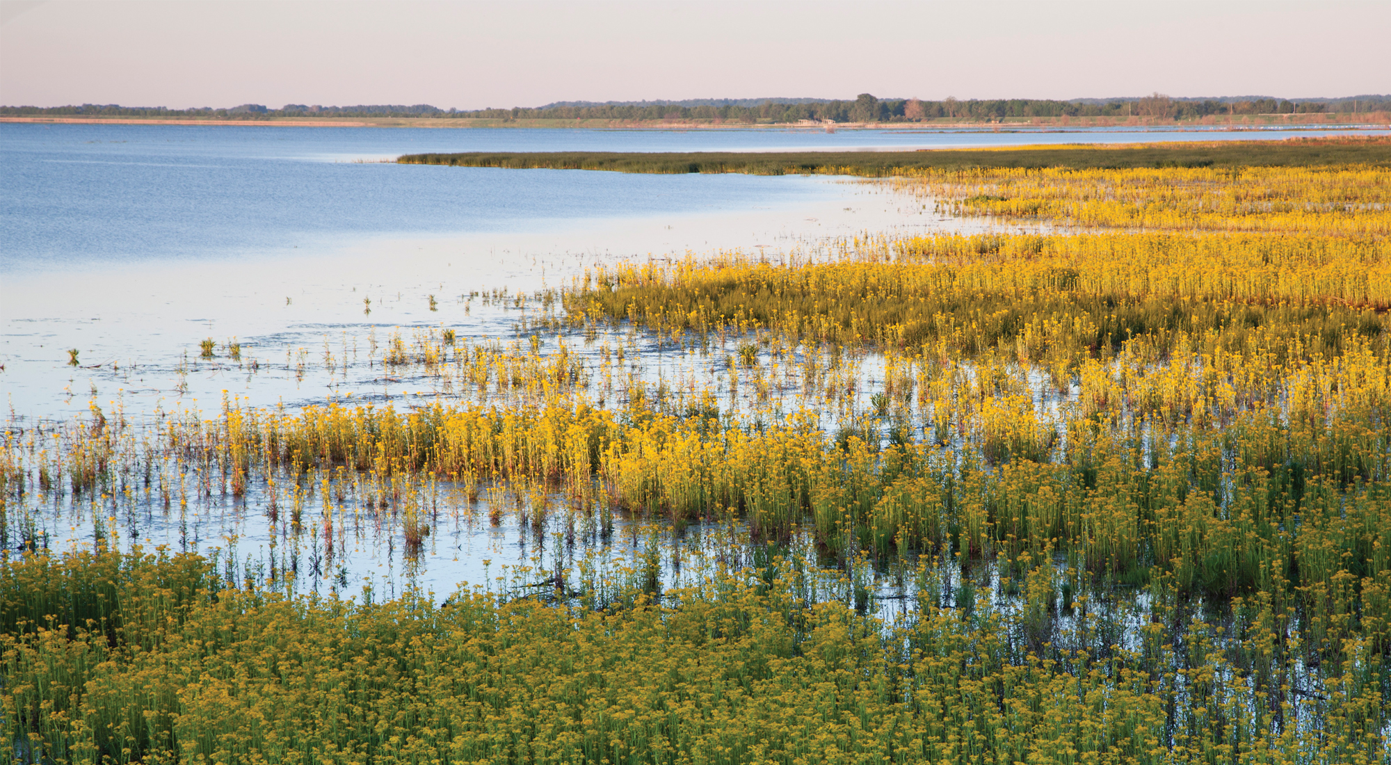 Yellow aquatic flowers in bloom in a lake at Emiquon.