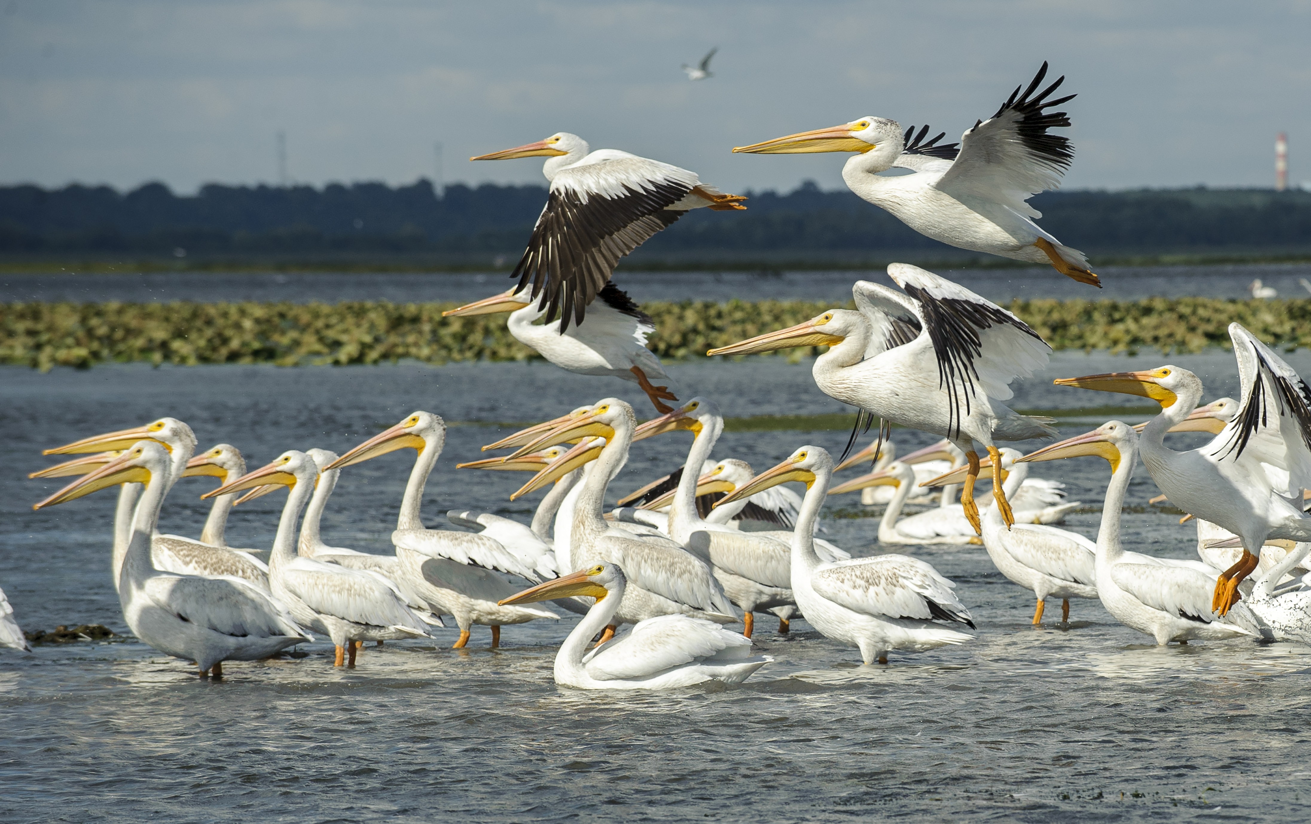 A flock of white pelicans in a wetland. 