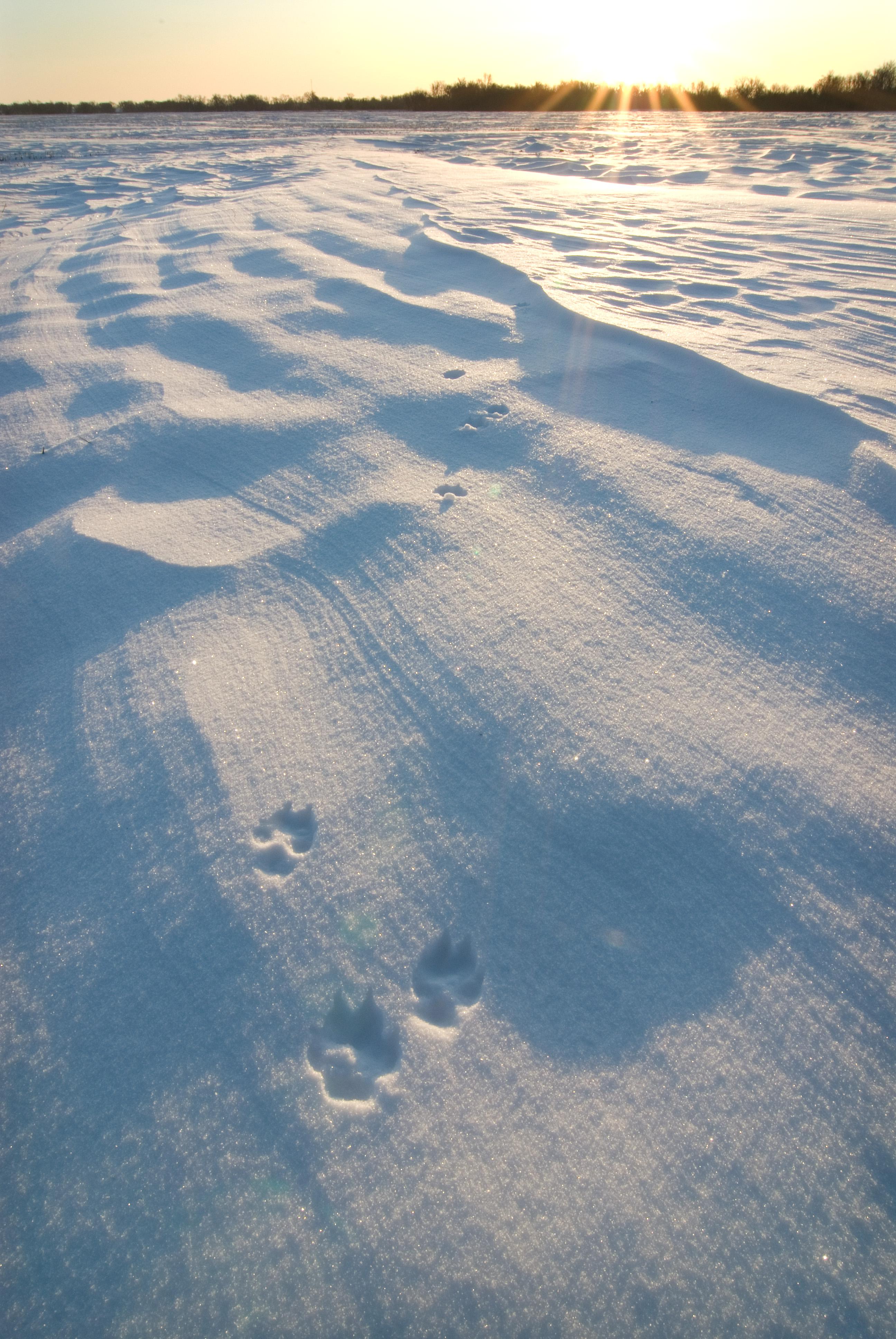 A snowy landscape reveals animal tracks.