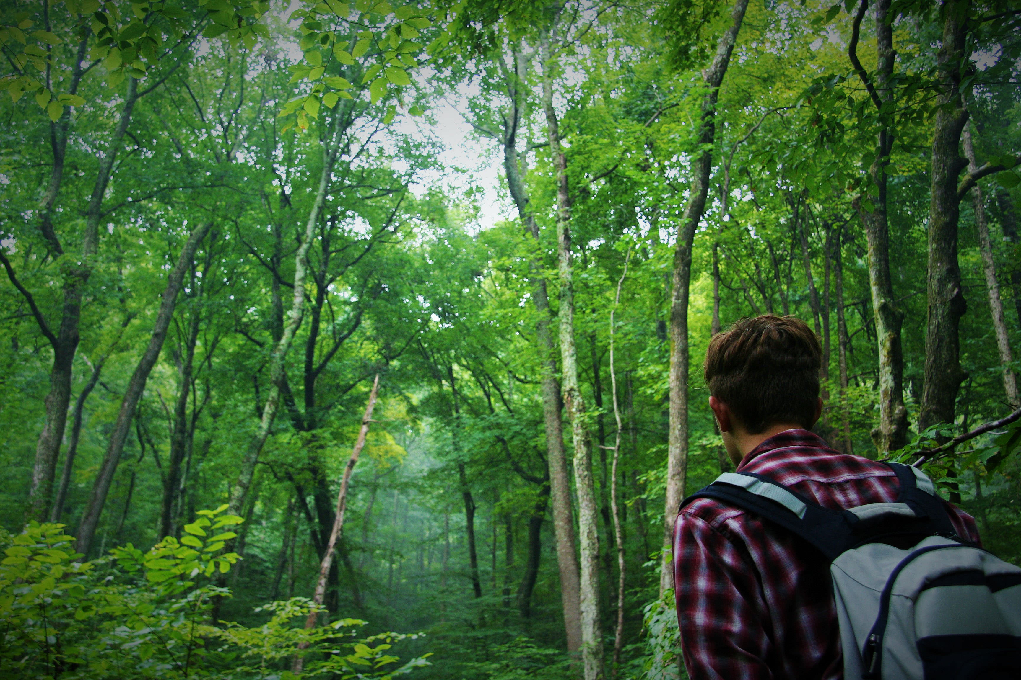 A person hiking in a lush forest.
