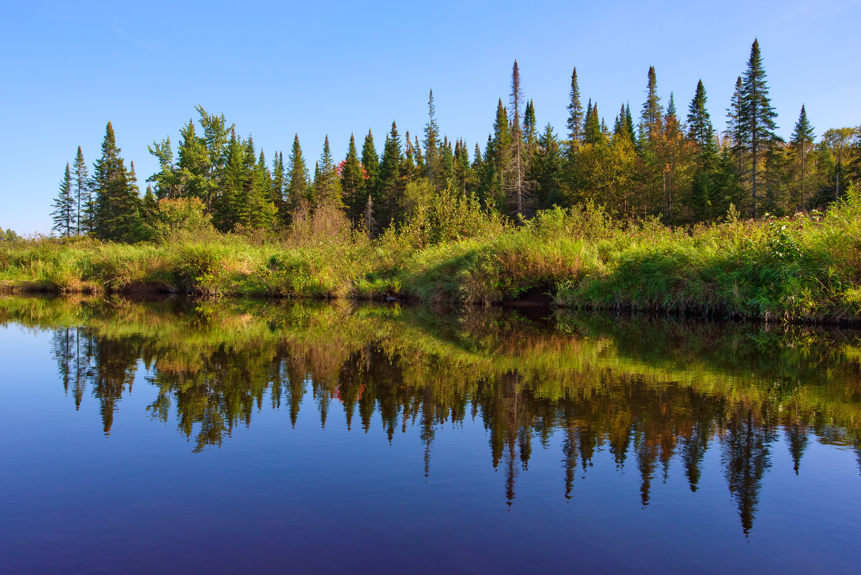 Trees tower over body of water.