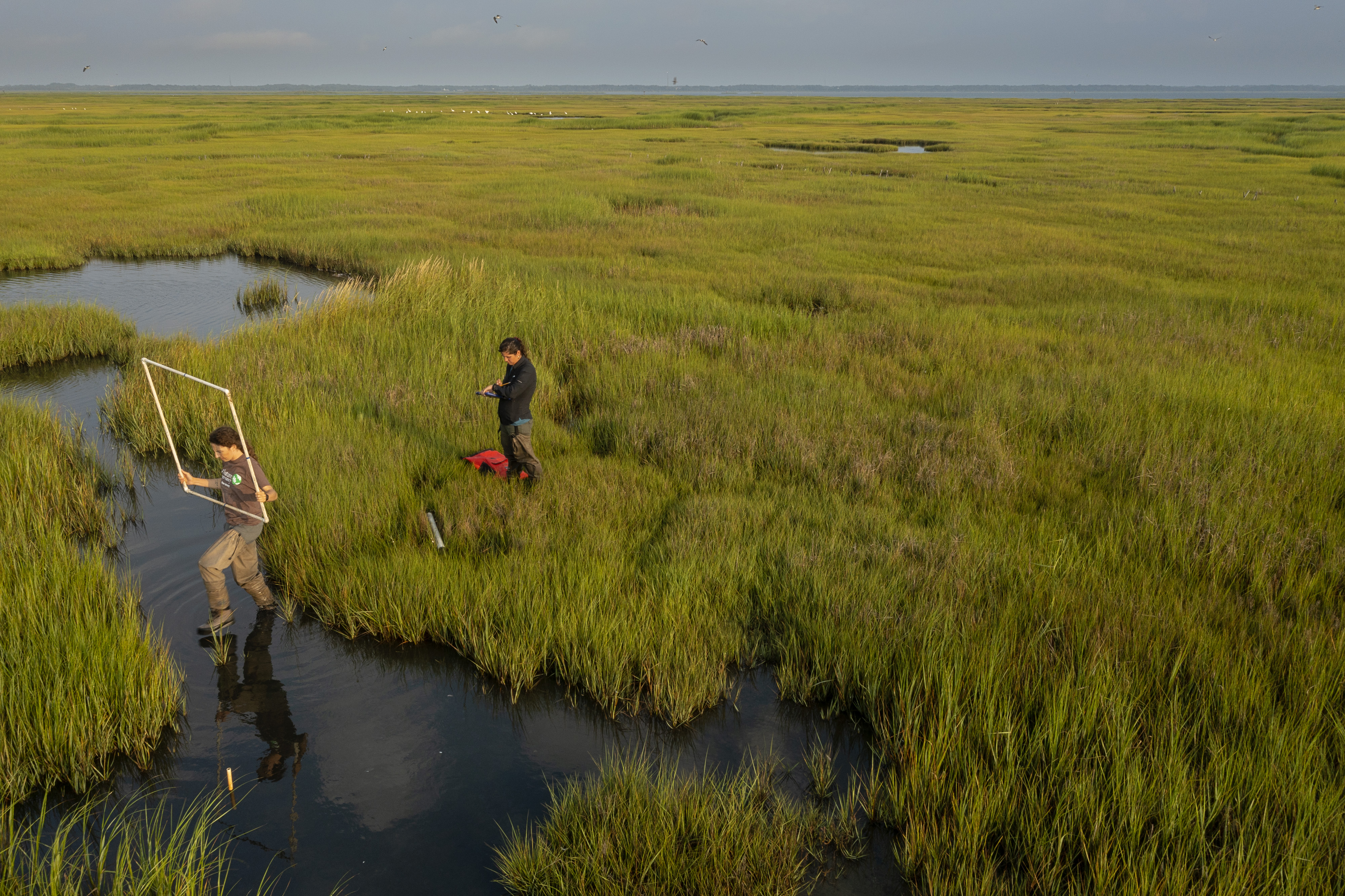 Two scientists monitoring a salt marsh.
