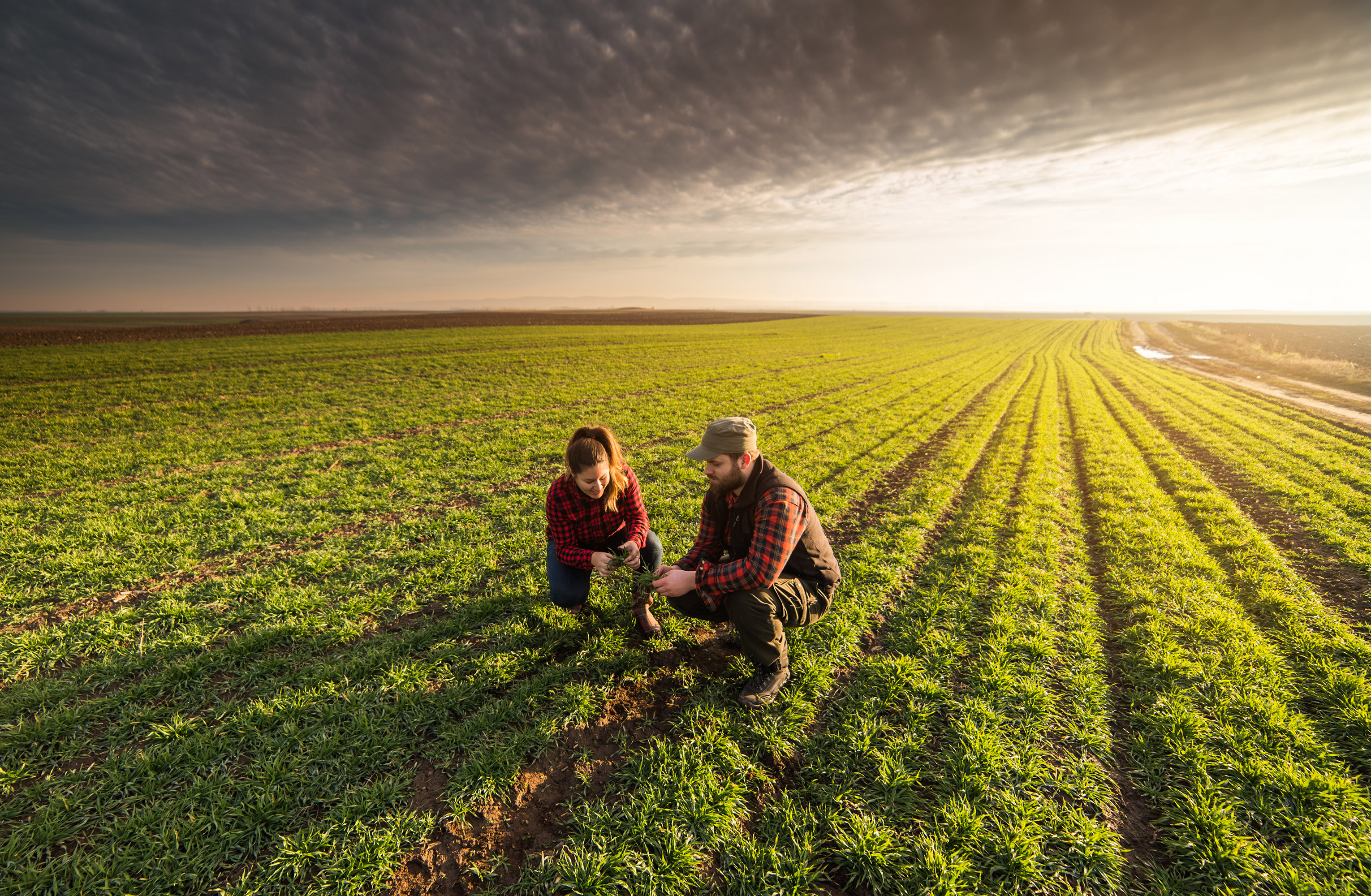 Two farmers kneel down in a green field at sunrise.