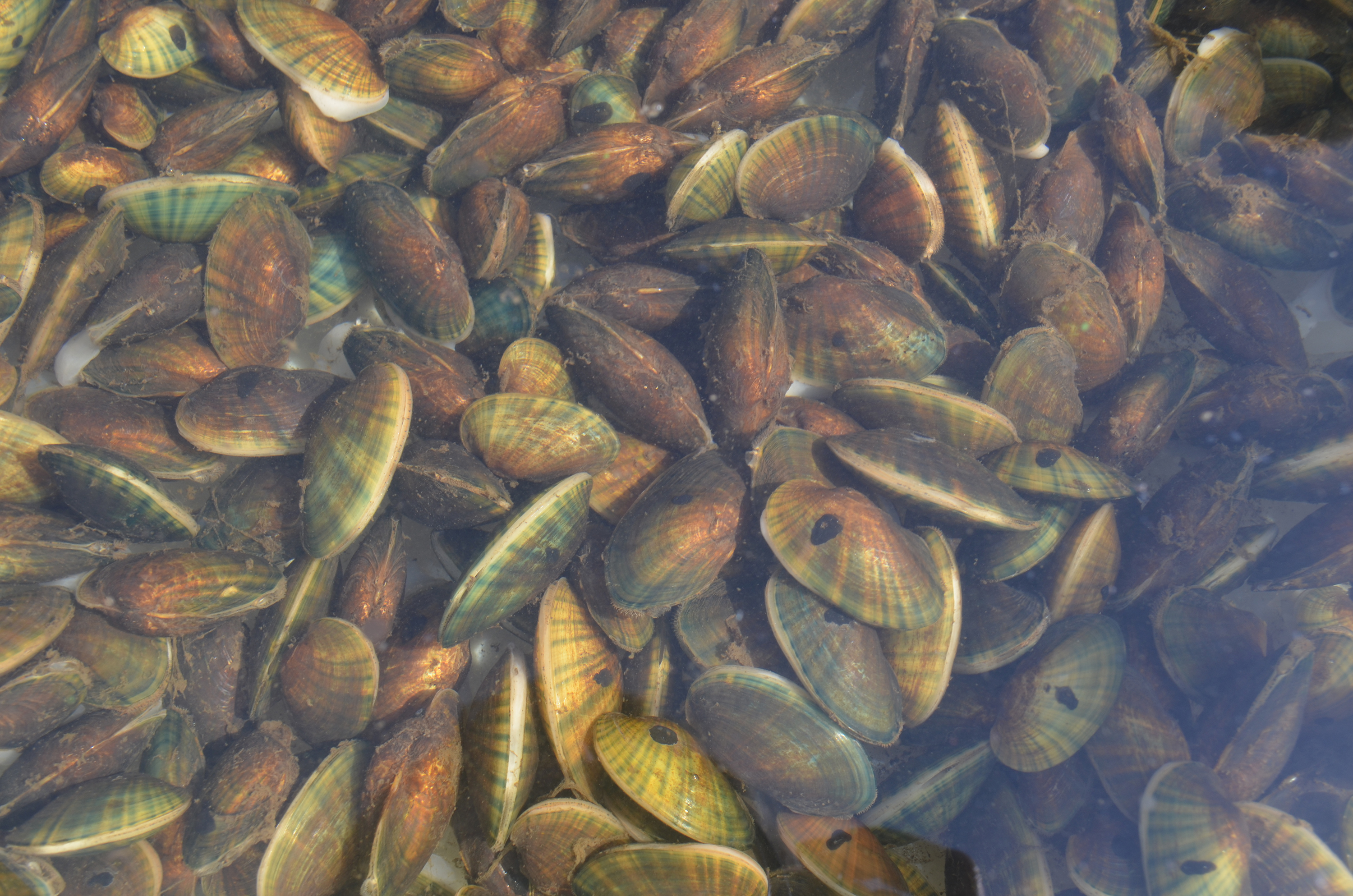 A pile of mussels at the bottom of a clear stream.