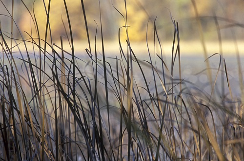 Closeup view of golden marsh grasses.