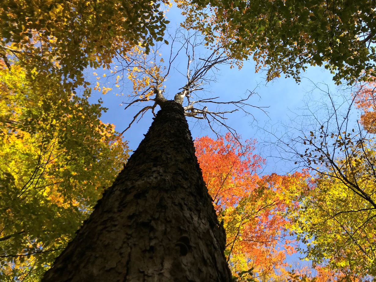 View looking up into the tree canopy with fall foliage.