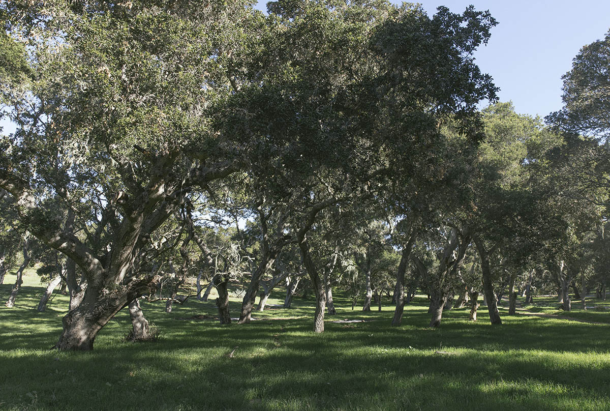 Oak grove on the Dangermond Preserve.