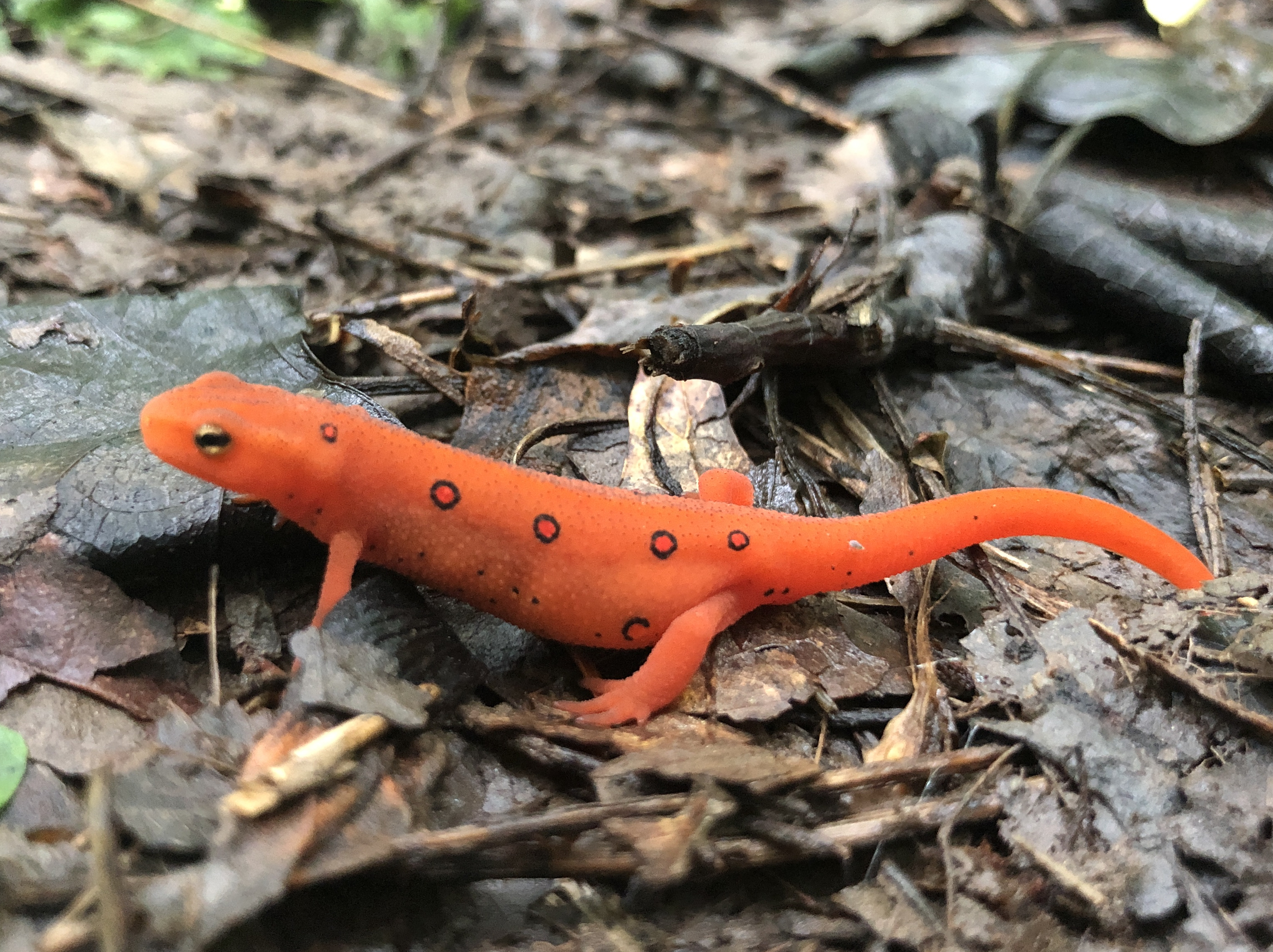 A bright orange newt with five black ringed red spots. 