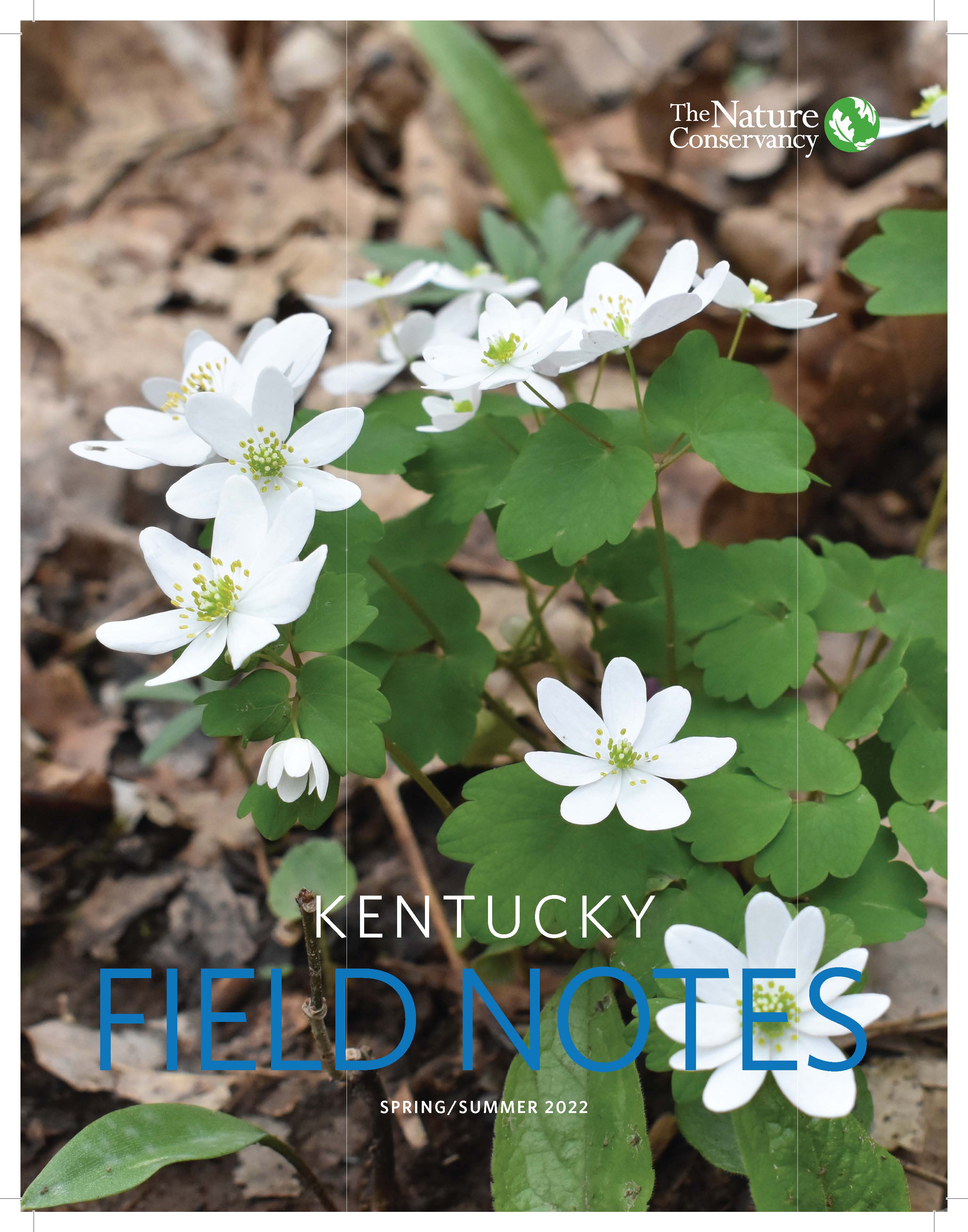 Small white flowers on the forest floor.