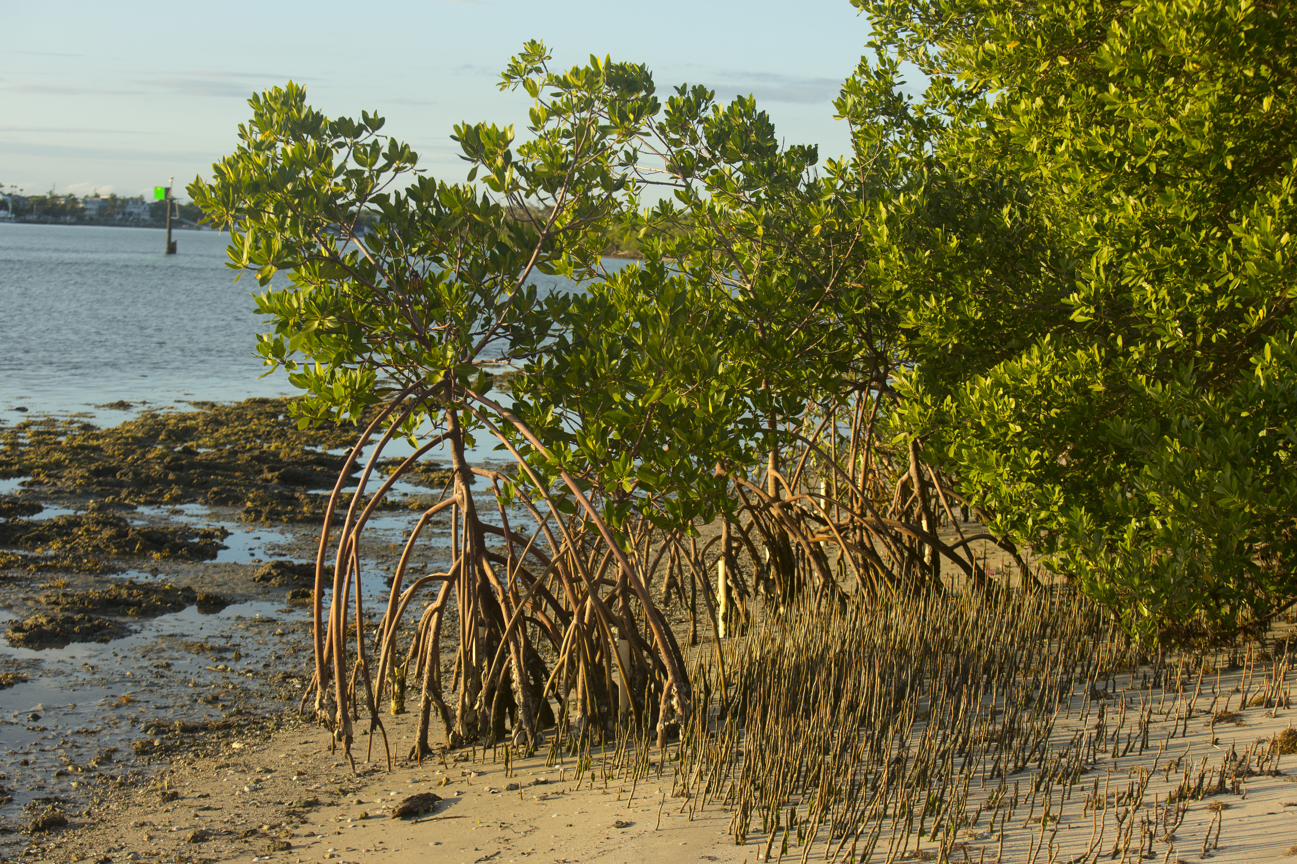 Mangroves with exposed roots stand in sandy soil.