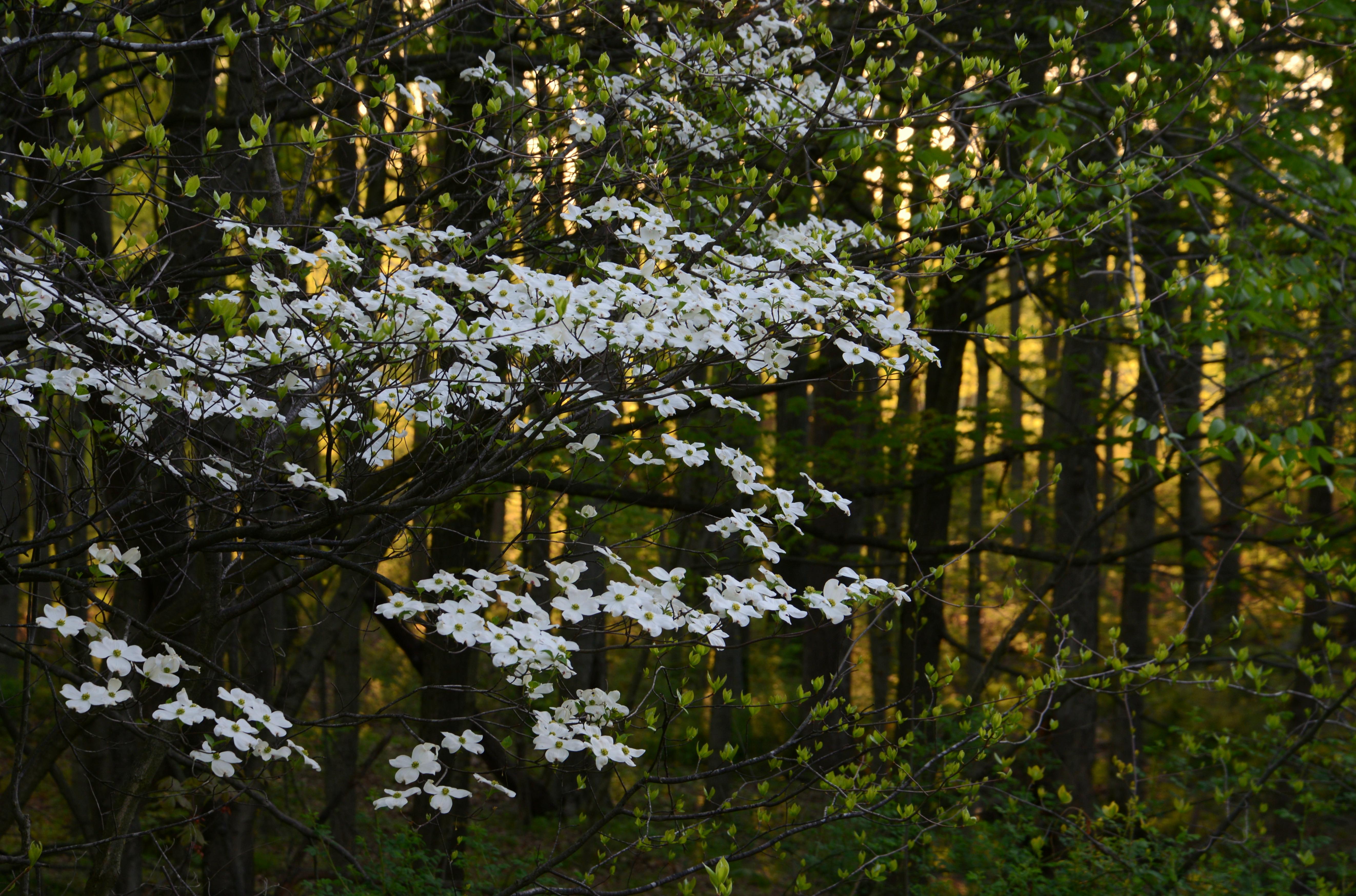 A tree with white flowers.