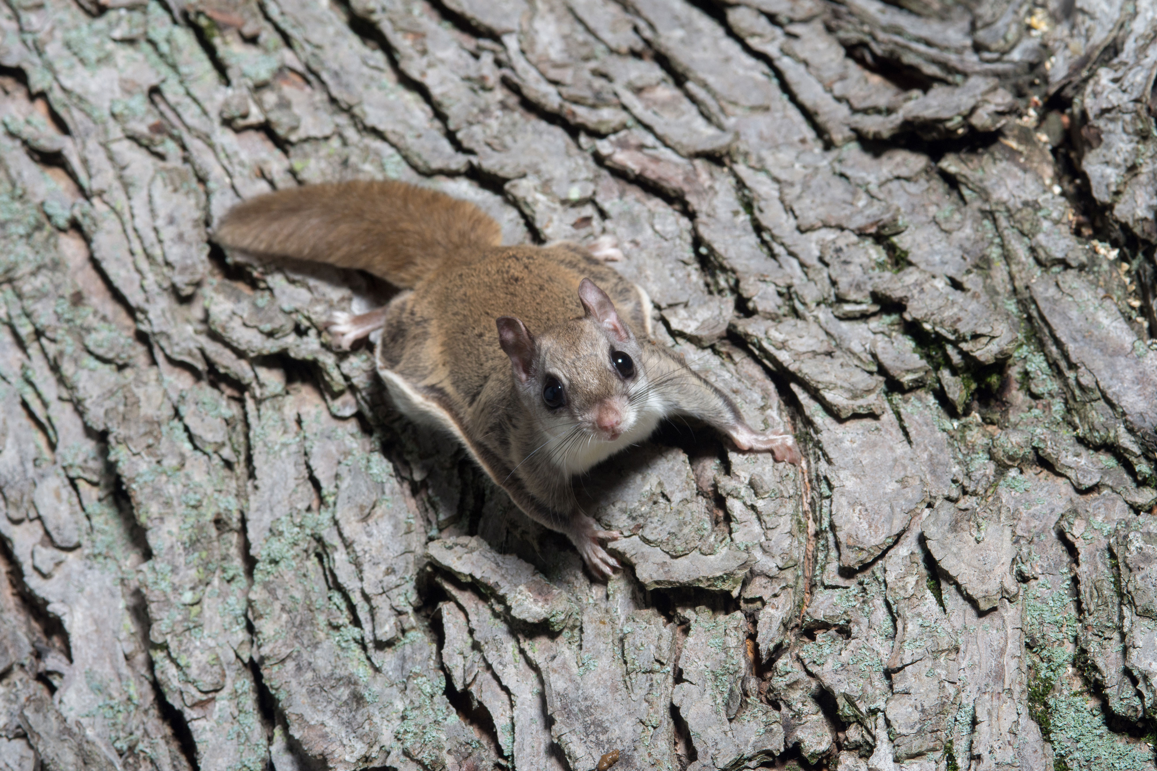 A flying squirrel clings to tree bark while looking up at the camera.