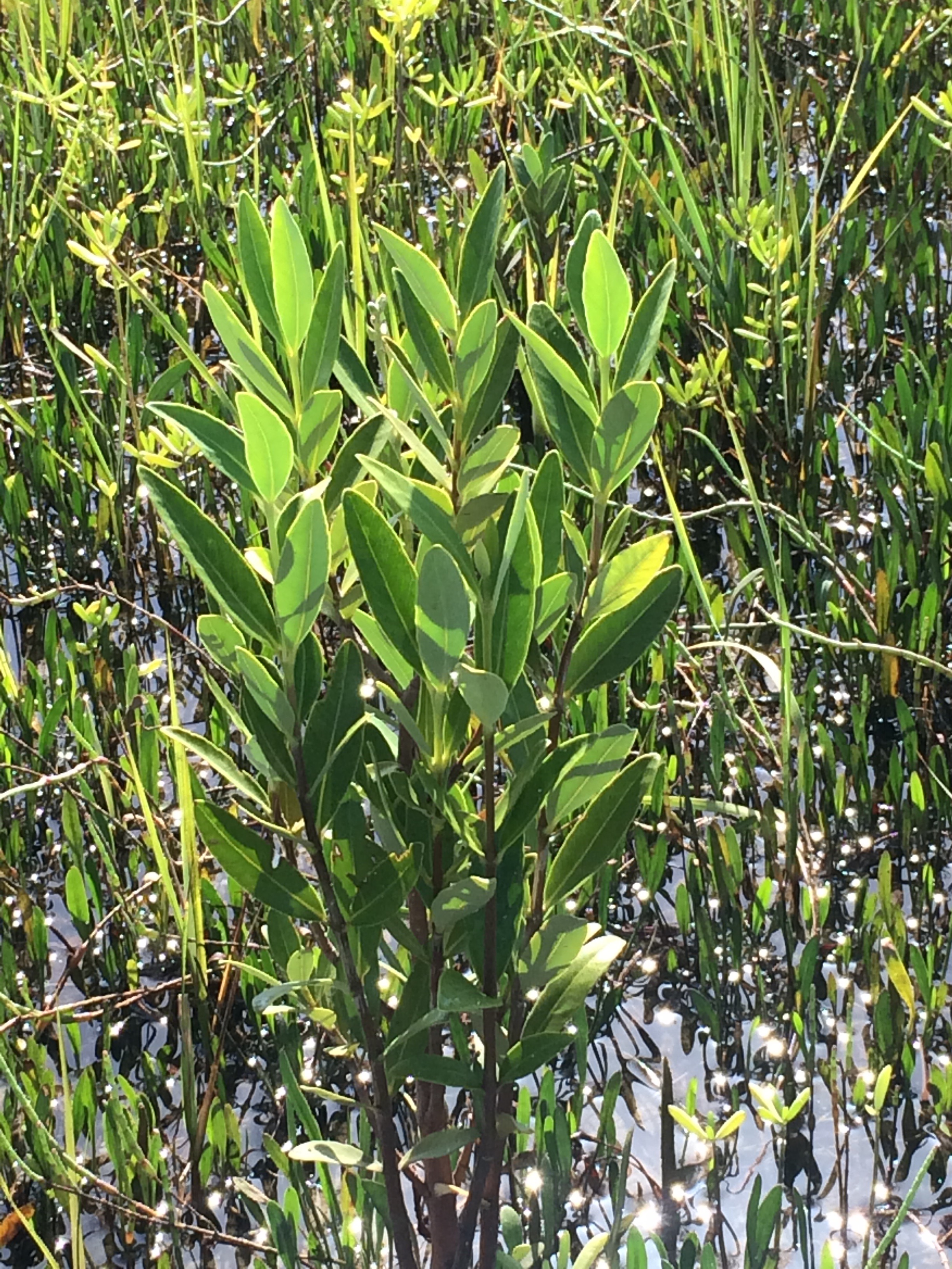 Closeup of black mangrove leaves.