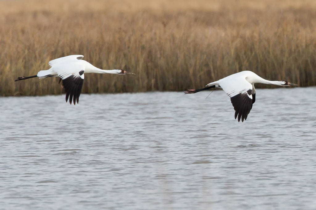 Two whooping cranes fly over a body of water.