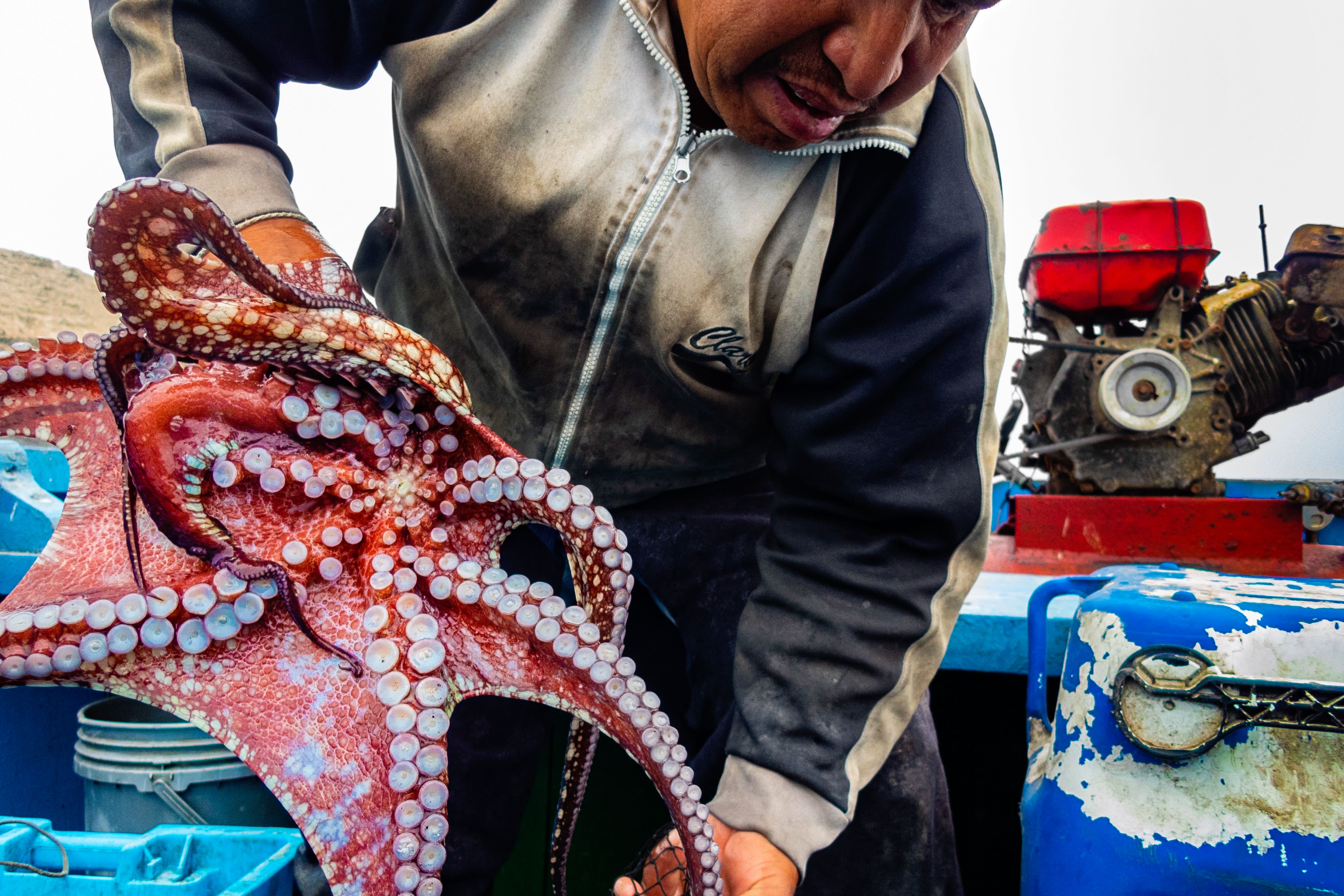 Ricardo Rojas bags an octopus, one of the most valuable species to fish off the shores of Ancon, Peru.
