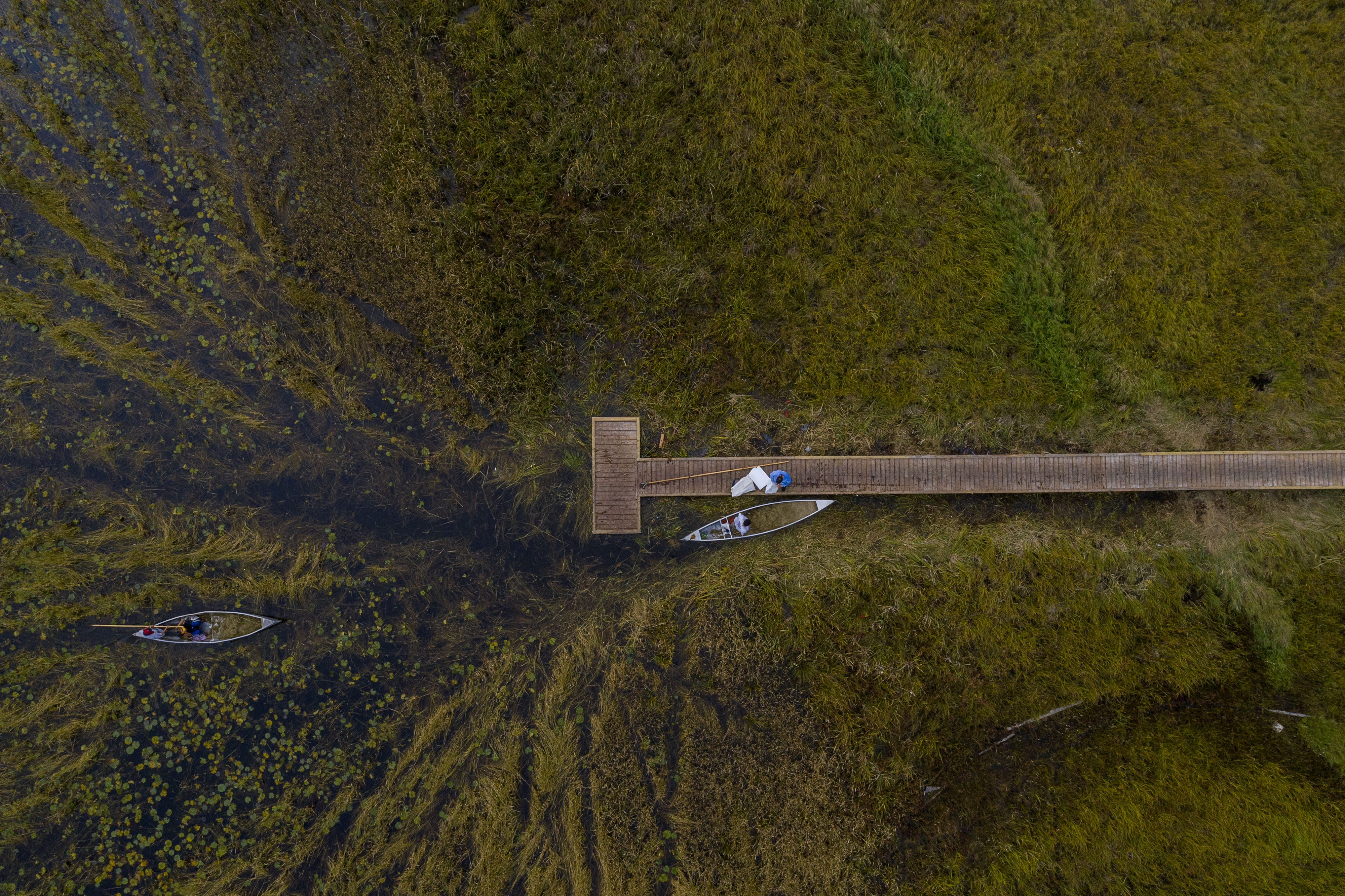 An aerial photo shows a lake with wild rice