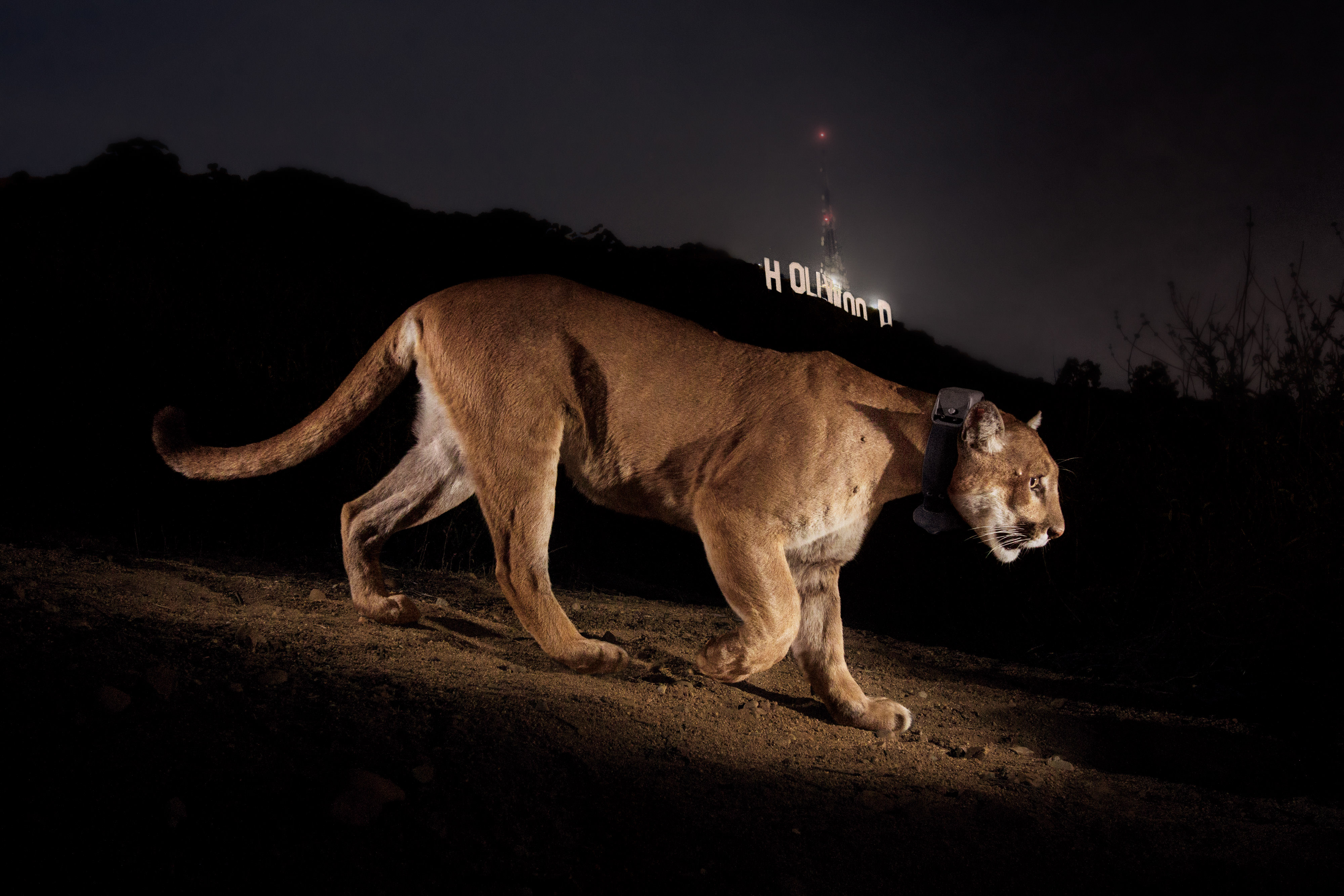 A remote camera captures P22 and the Hollywood sign.