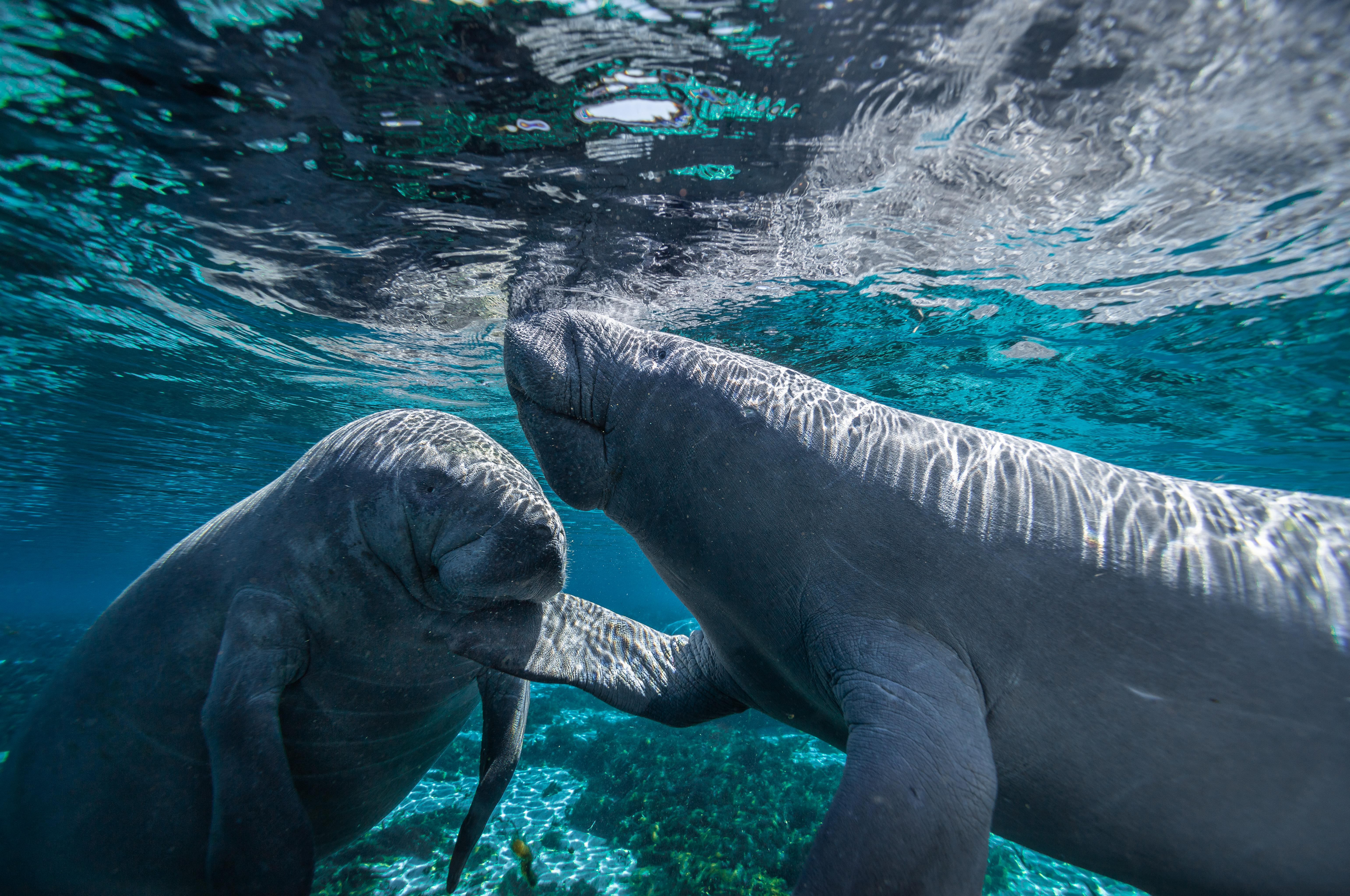 Two manatees with snouts facing each other swimming  in a freshwater springs.