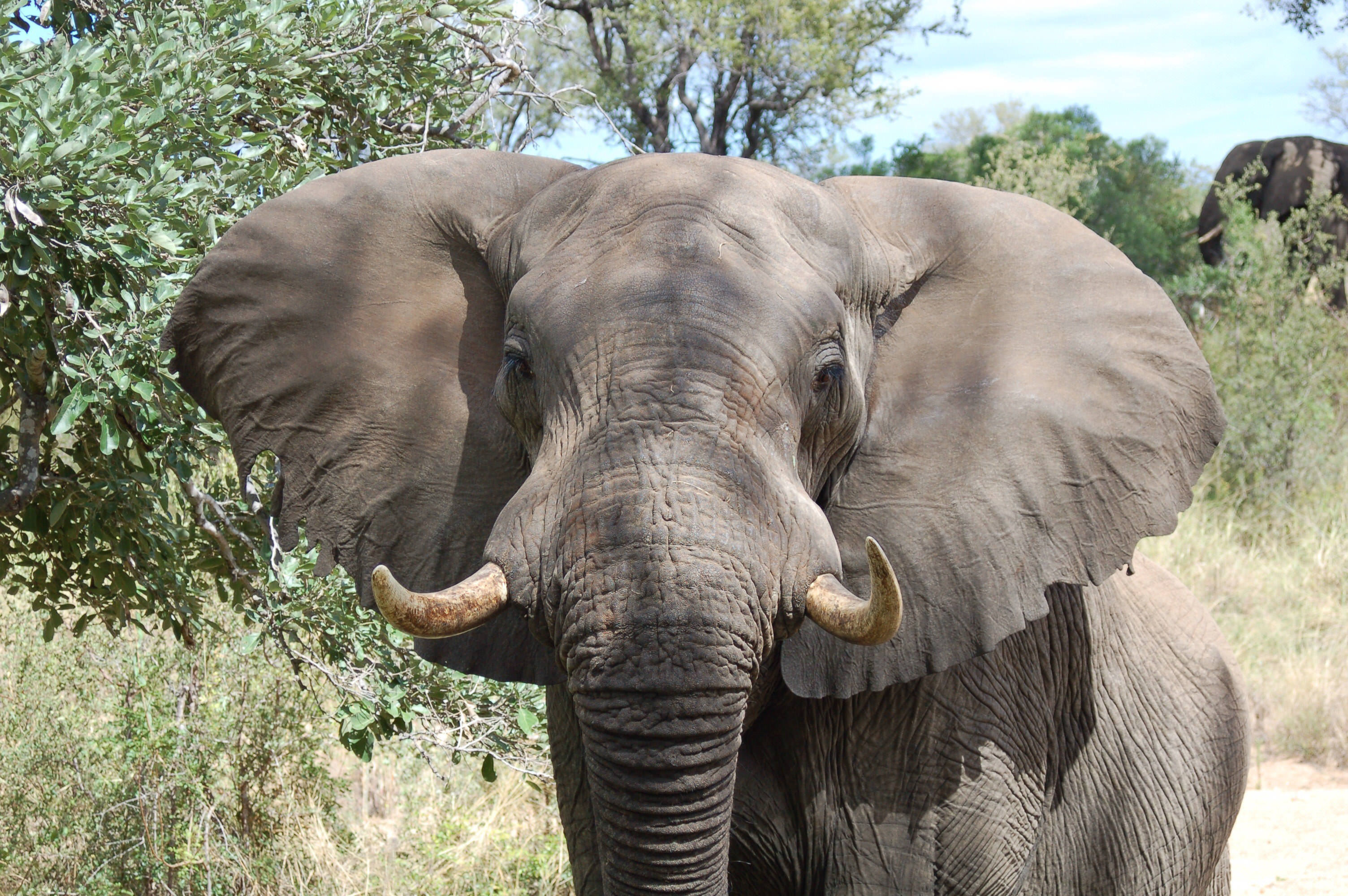 A young elephant stares into the camera.