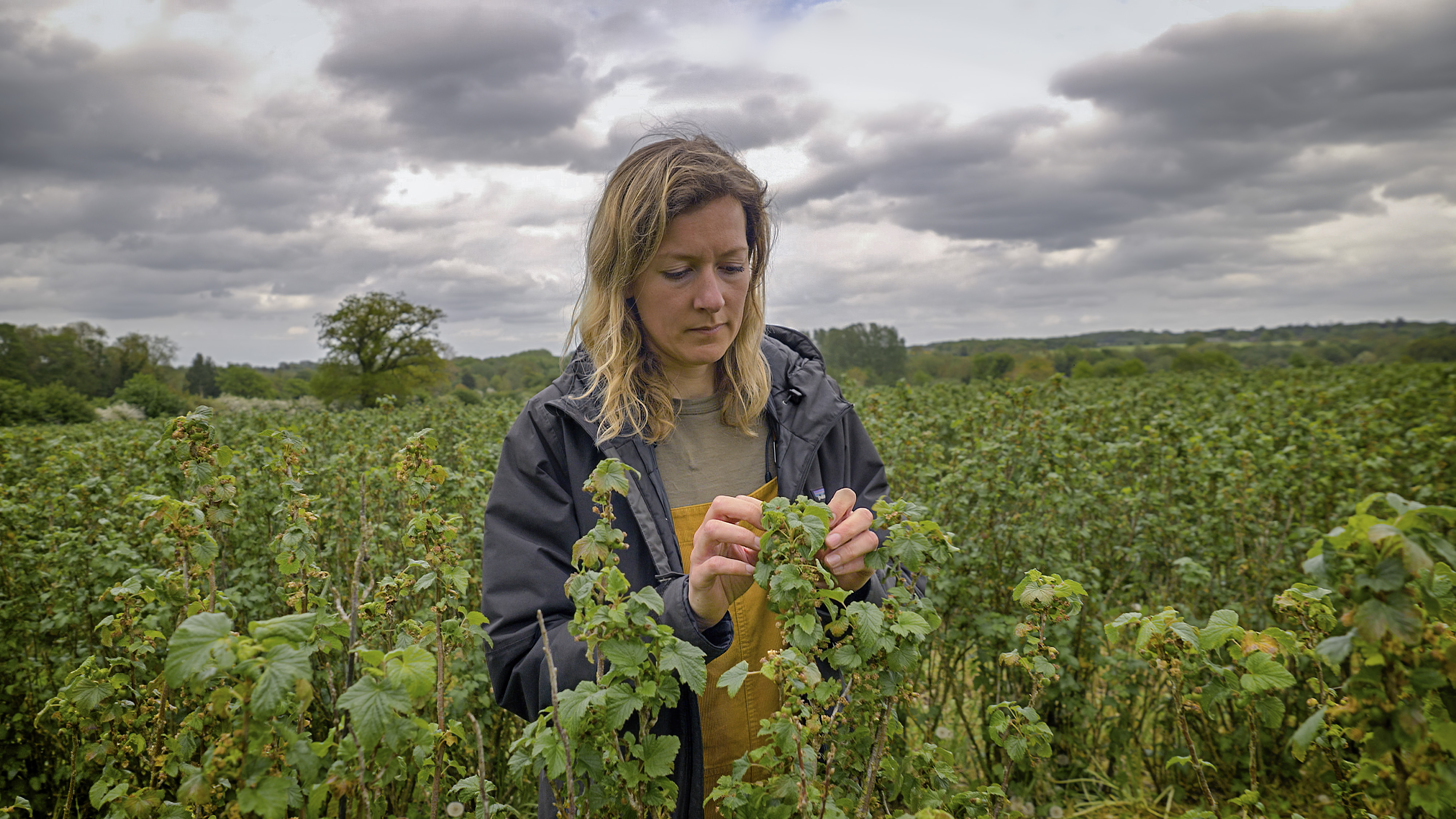Profile shot of a woman picking blackcurrants in a field.