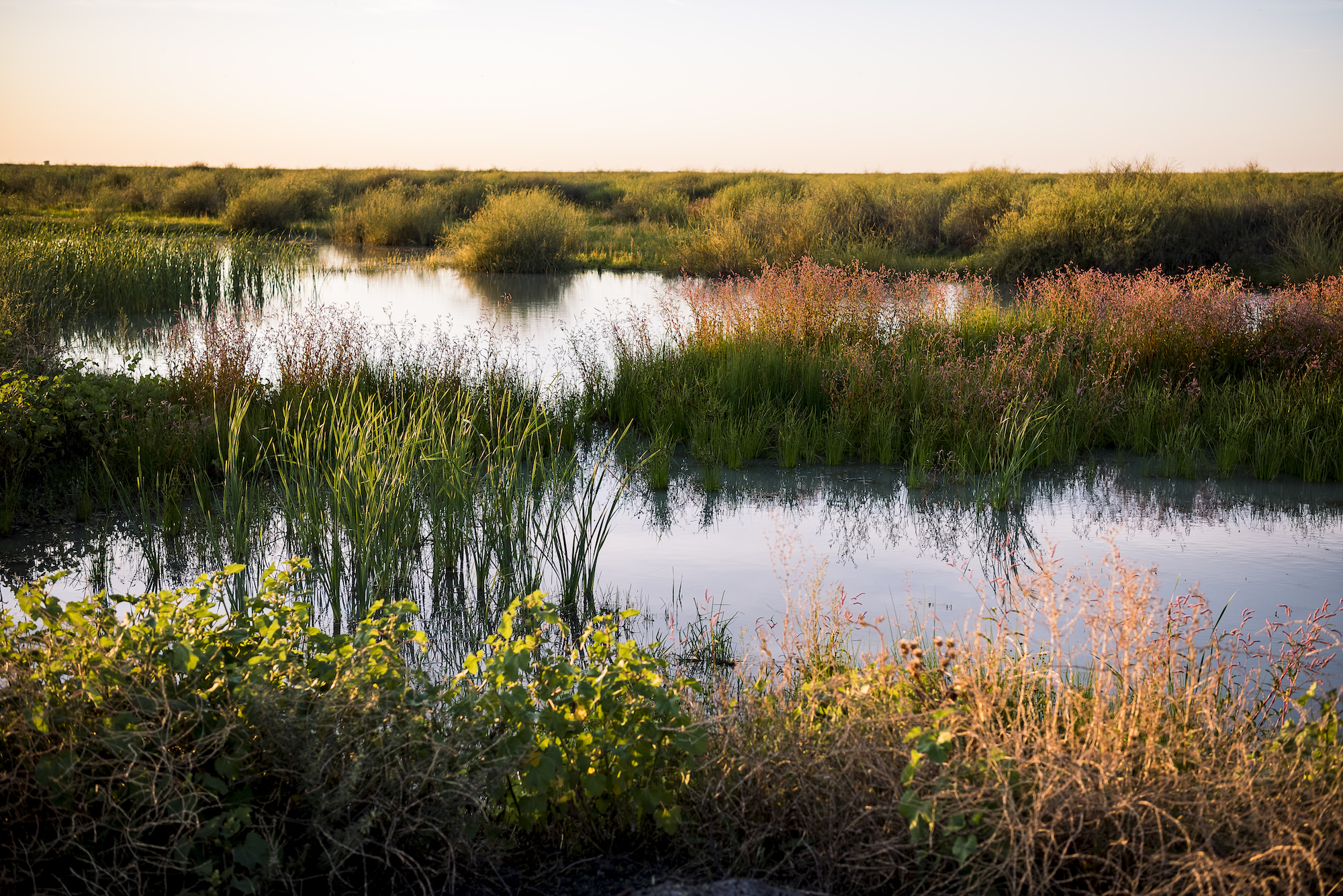 Wetlands at sunset with tall grasses and other plants.