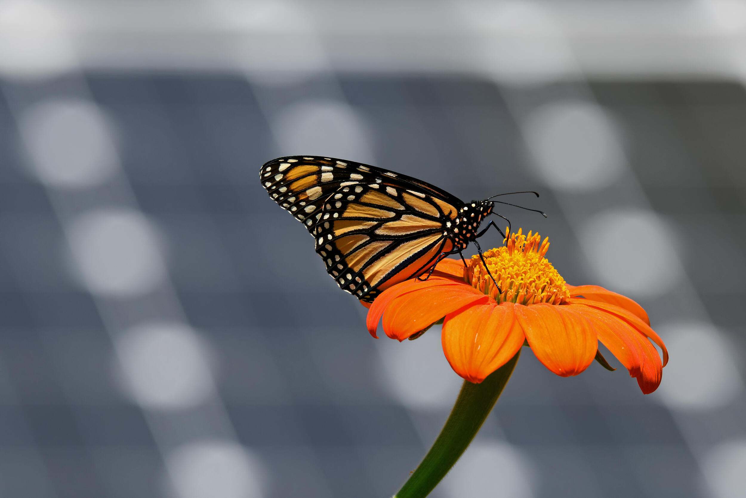 Butterfly on flower in front of solar panel.