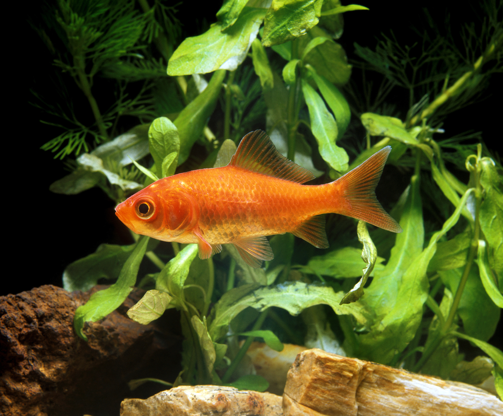 A goldfish swims in a tank filled with plants & rocks.