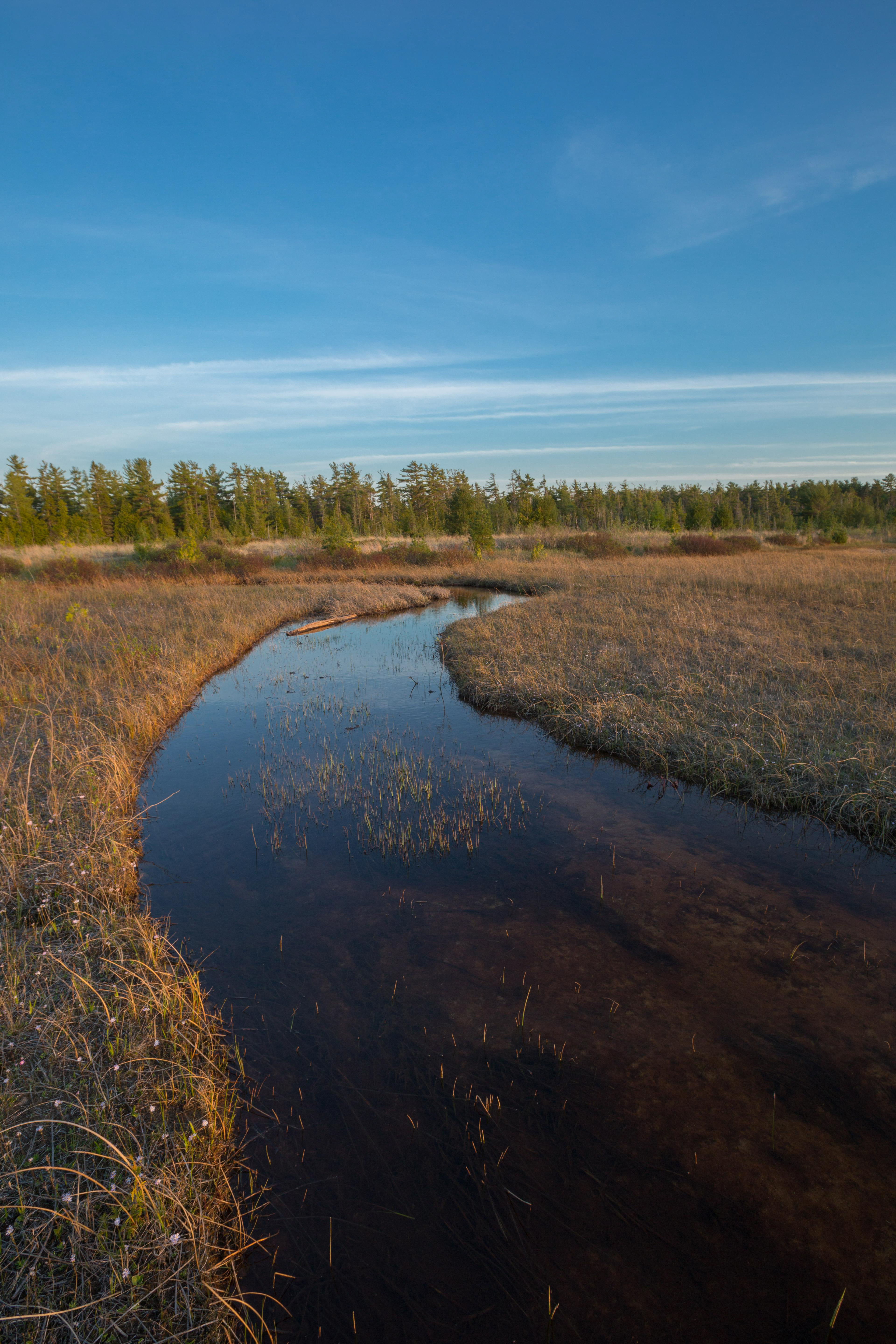 A stream curves through a grassy area at Grass Bay. 