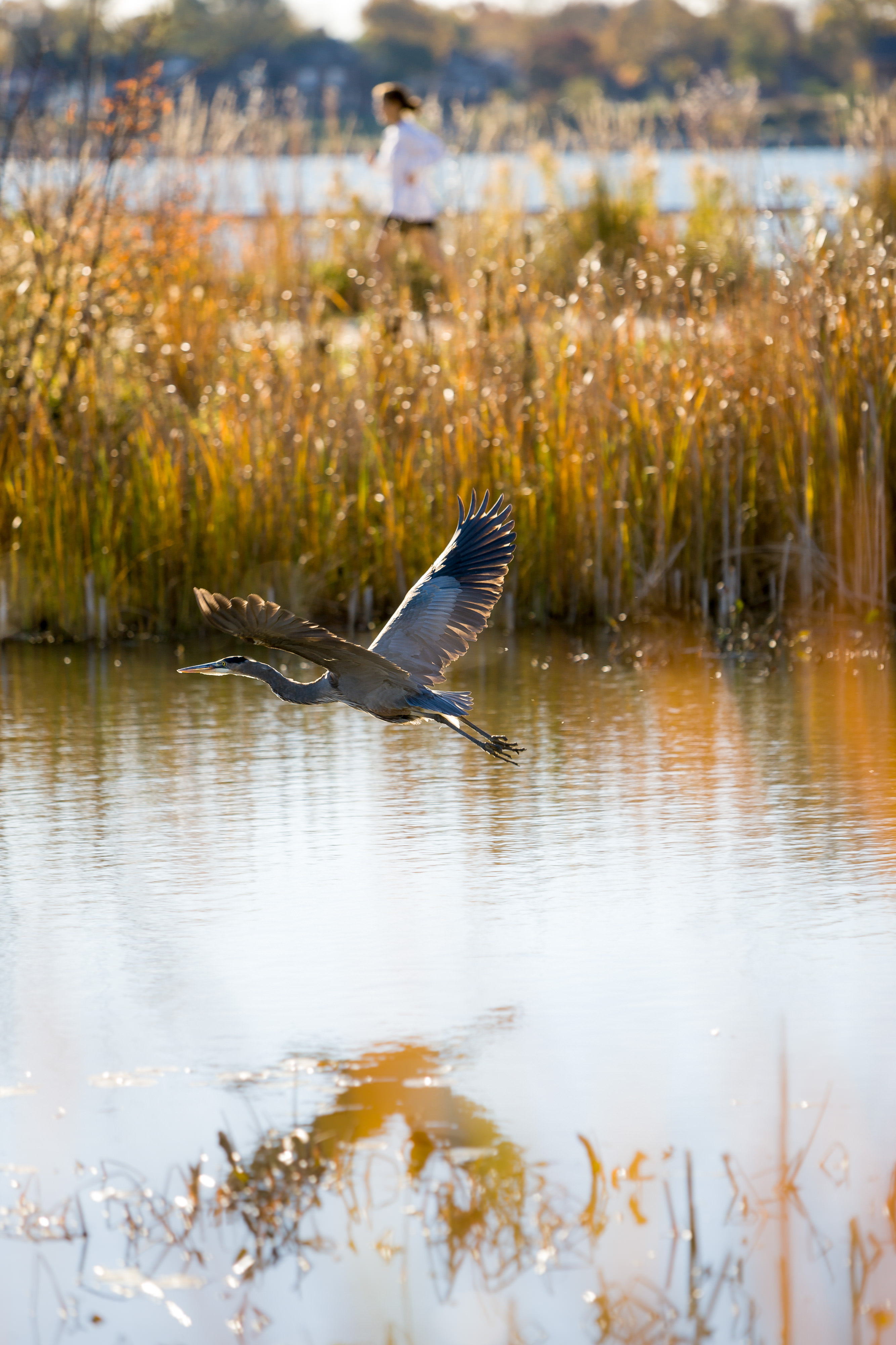 Blue heron in flight over a pond. 
